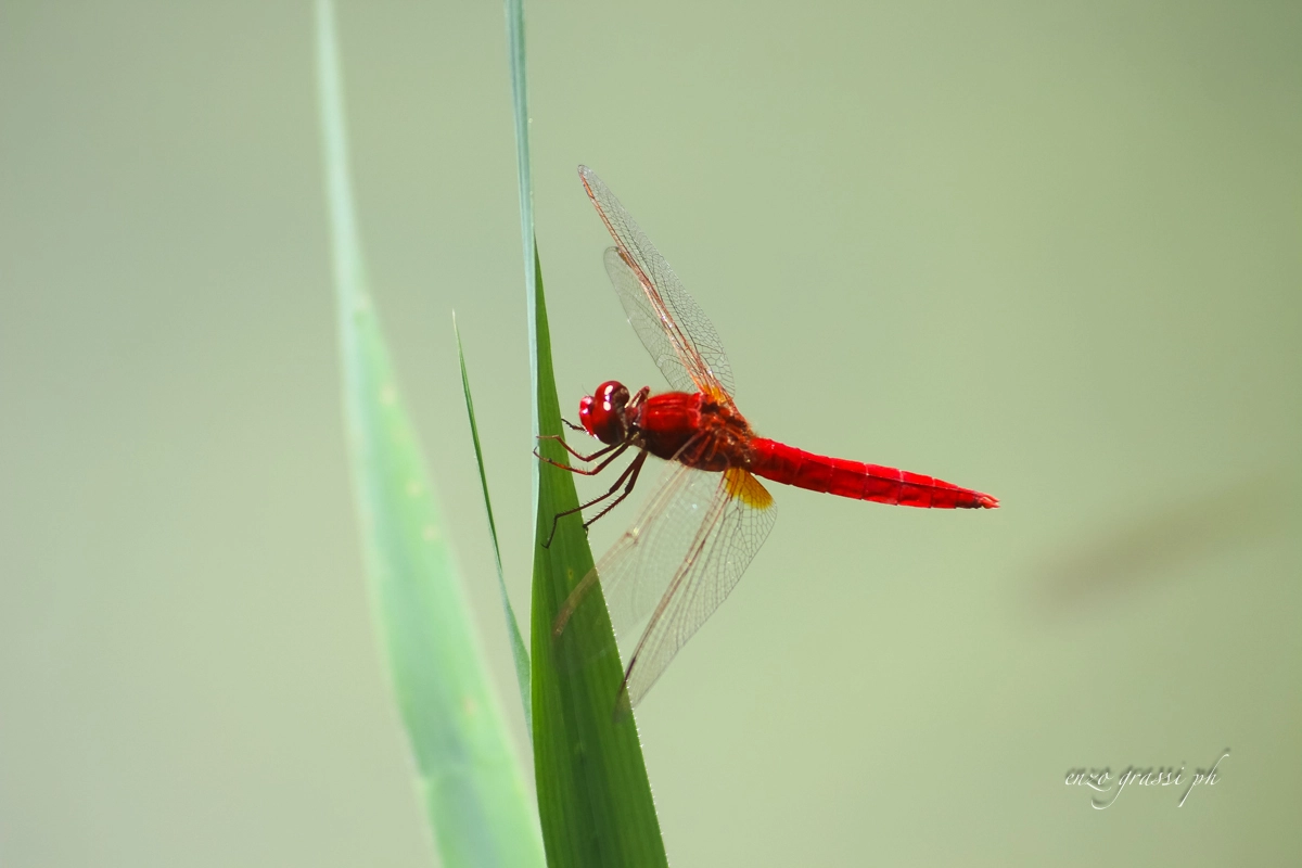 Canon EF 55-200mm F4.5-5.6 II USM sample photo. Dragonfly 3 photography