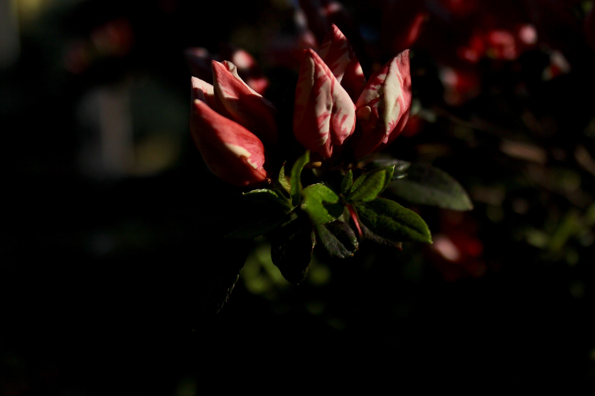 Canon EF-S 18-55mm F3.5-5.6 IS II sample photo