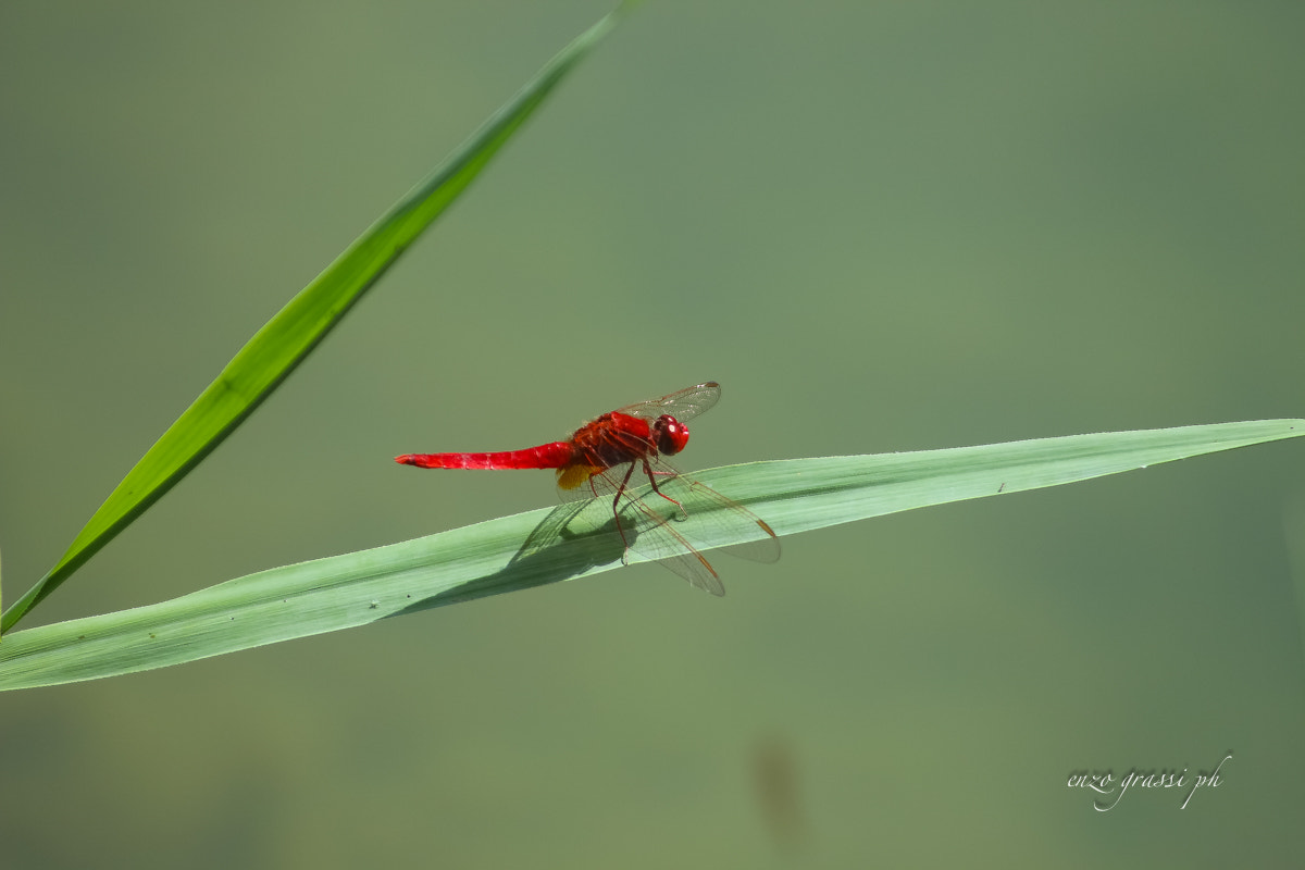 Canon EF 55-200mm F4.5-5.6 II USM sample photo. Dragonfly 4 photography