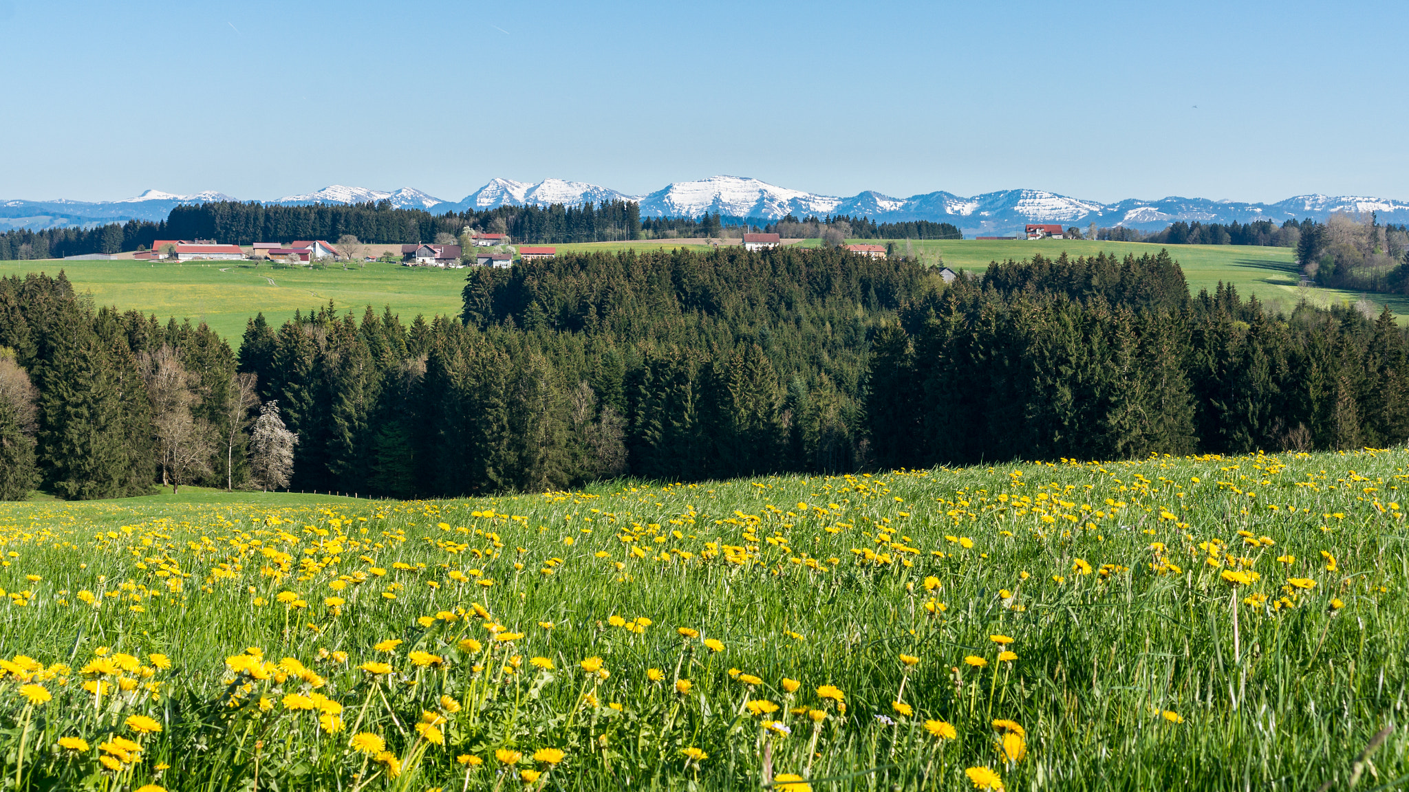 Sony Alpha NEX-6 + Sony E 35mm F1.8 OSS sample photo. Vivid spring photography