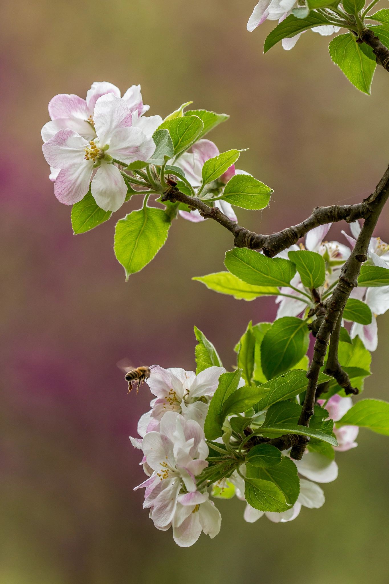 Canon EF 100-400mm F4.5-5.6L IS II USM sample photo. Spring photography
