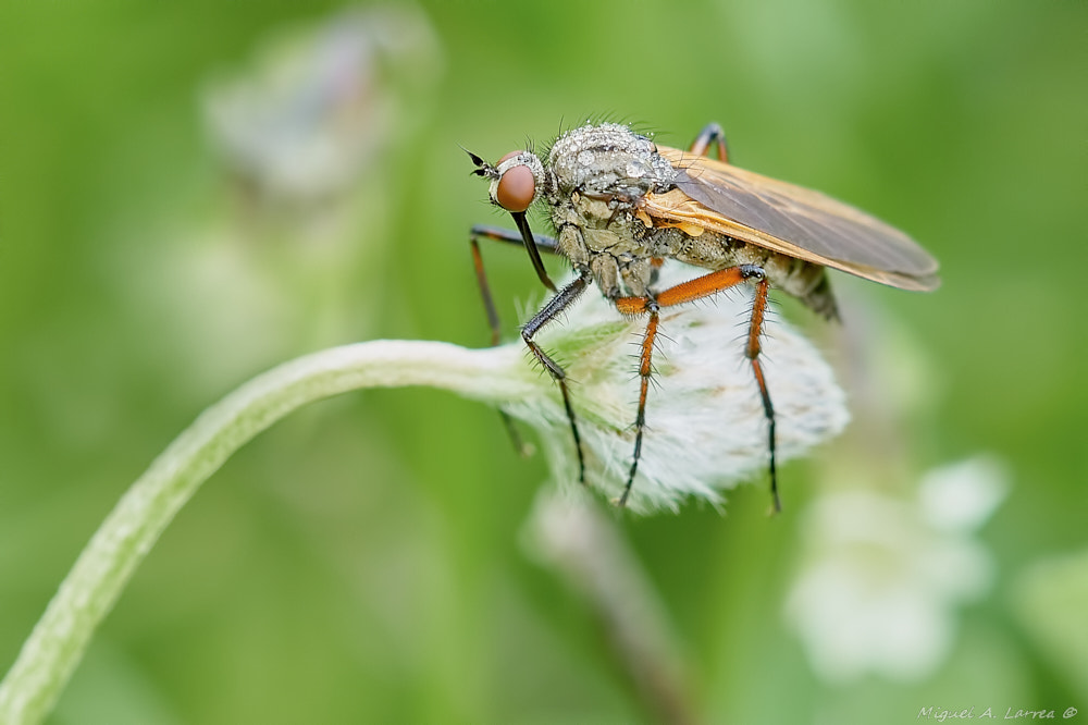 Sony ILCA-77M2 sample photo. Empis tessellata photography
