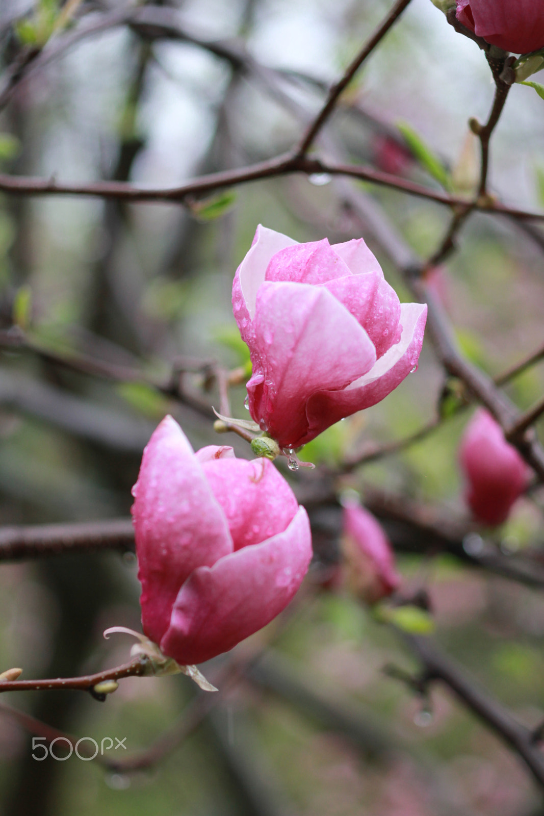 ZEISS Makro-Planar T* 50mm F2 sample photo. Flower photography