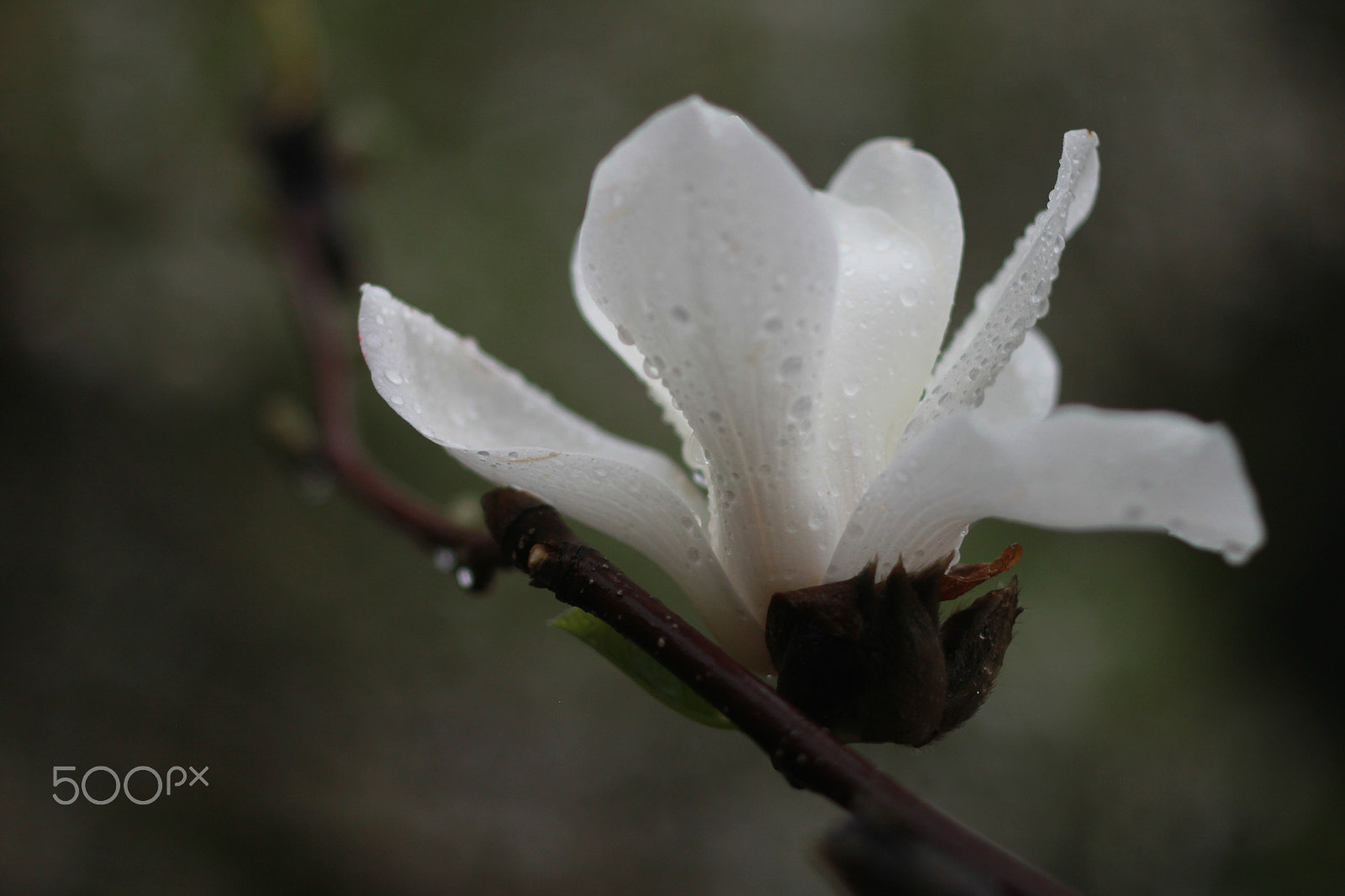 ZEISS Makro-Planar T* 50mm F2 sample photo. Magnolia flower photography