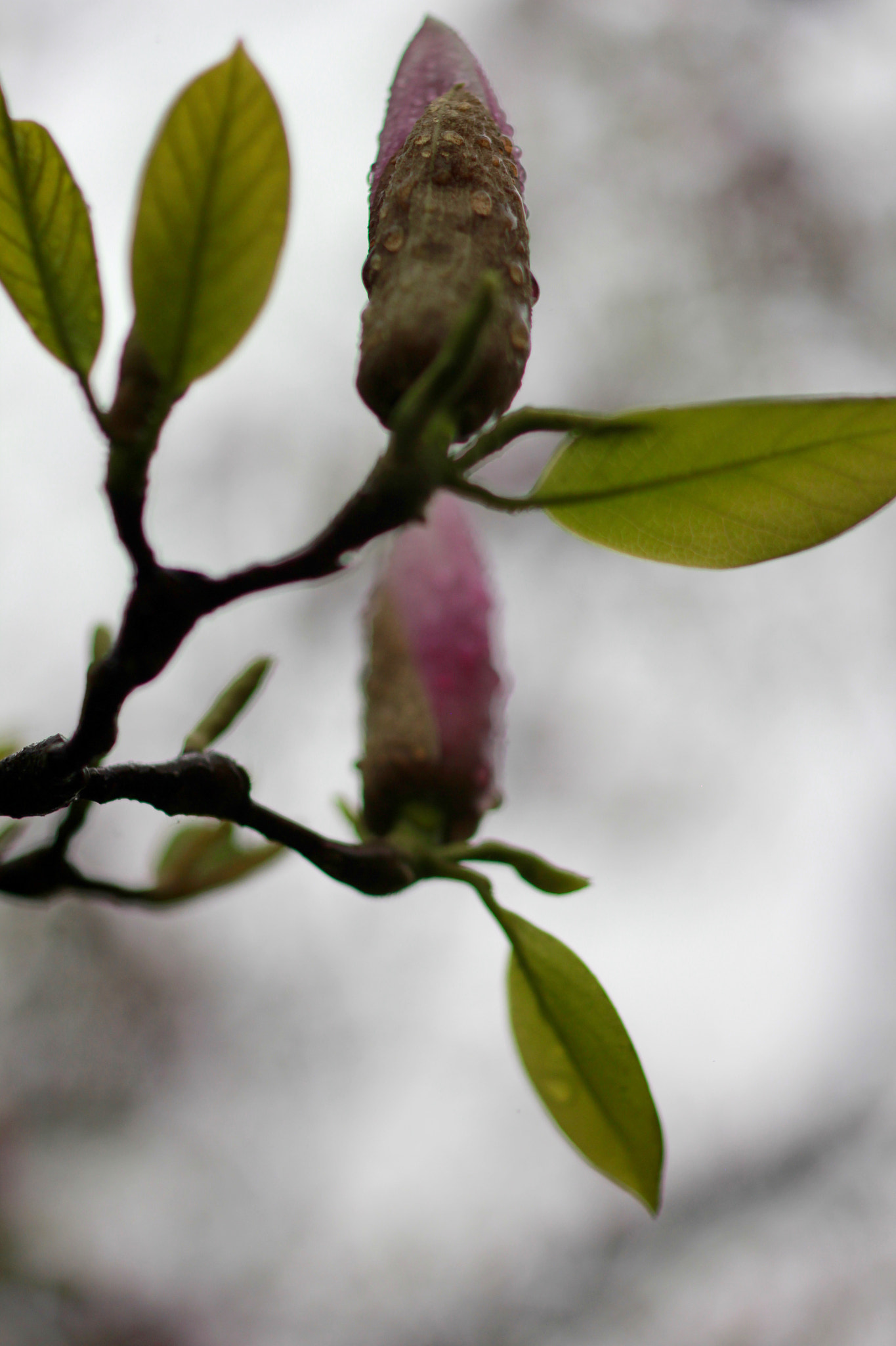 ZEISS Makro-Planar T* 50mm F2 sample photo