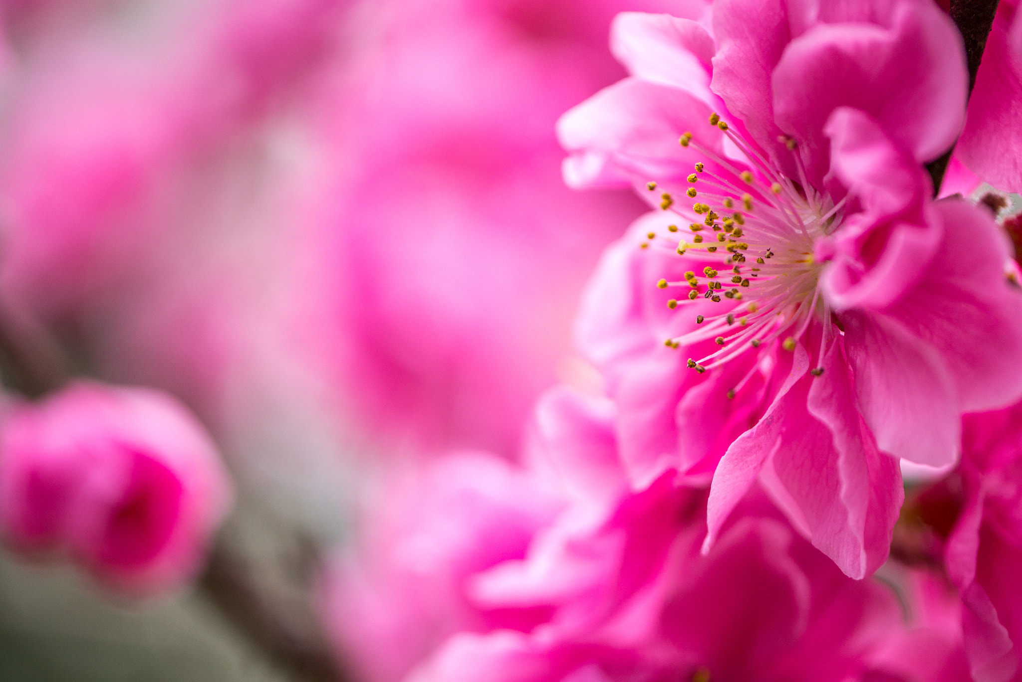 Panasonic Leica DG Macro-Elmarit 45mm F2.8 ASPH OIS sample photo. Japanese peach blossom photography