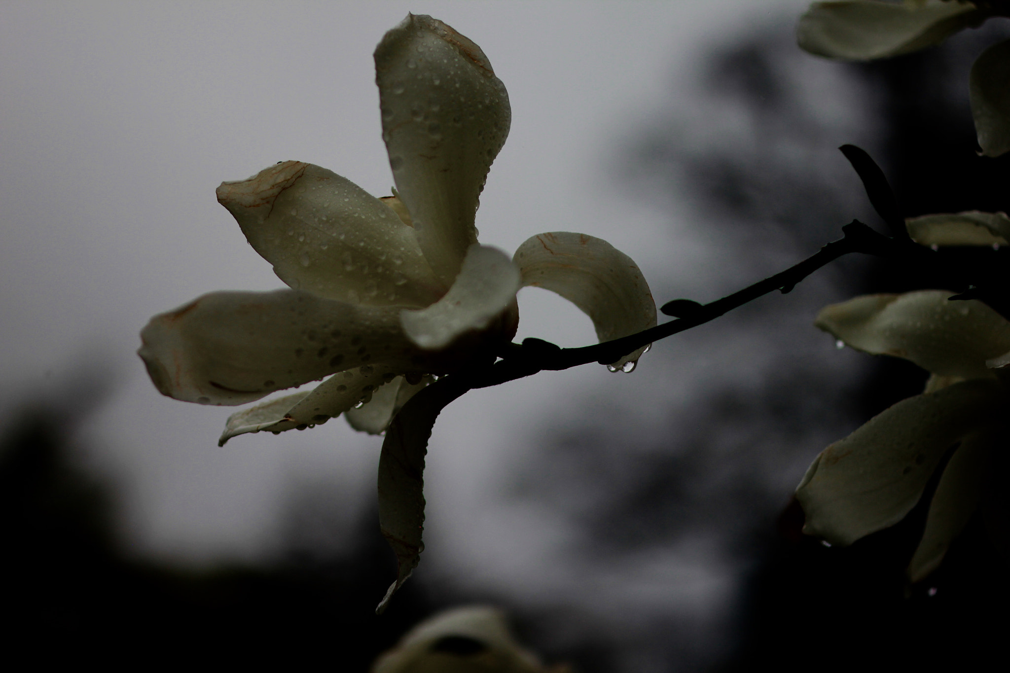 ZEISS Makro-Planar T* 50mm F2 sample photo