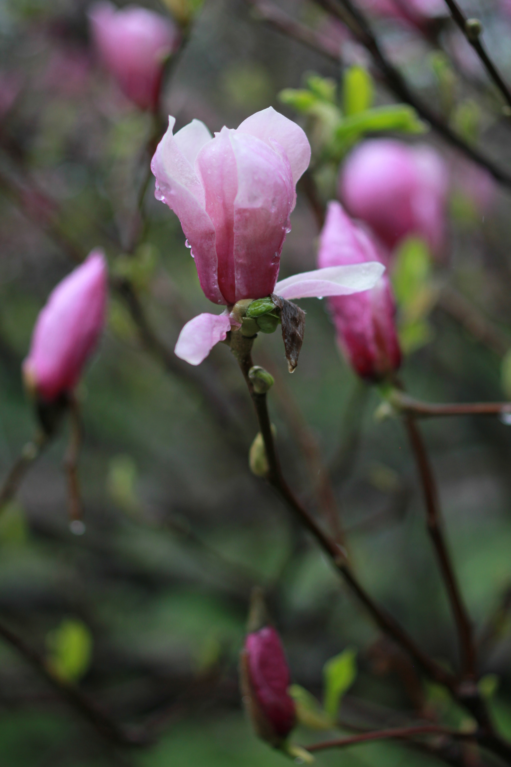 ZEISS Makro-Planar T* 50mm F2 sample photo