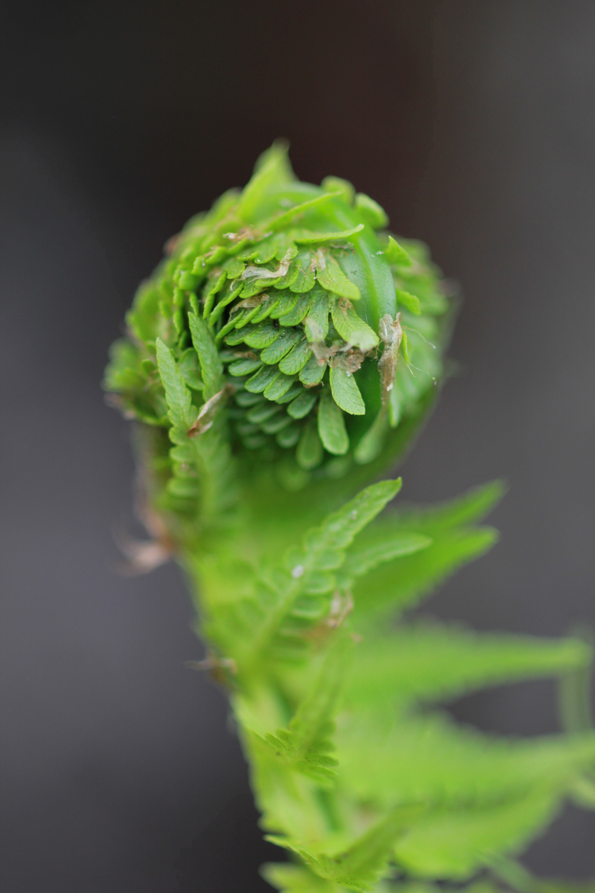 ZEISS Makro-Planar T* 50mm F2 sample photo