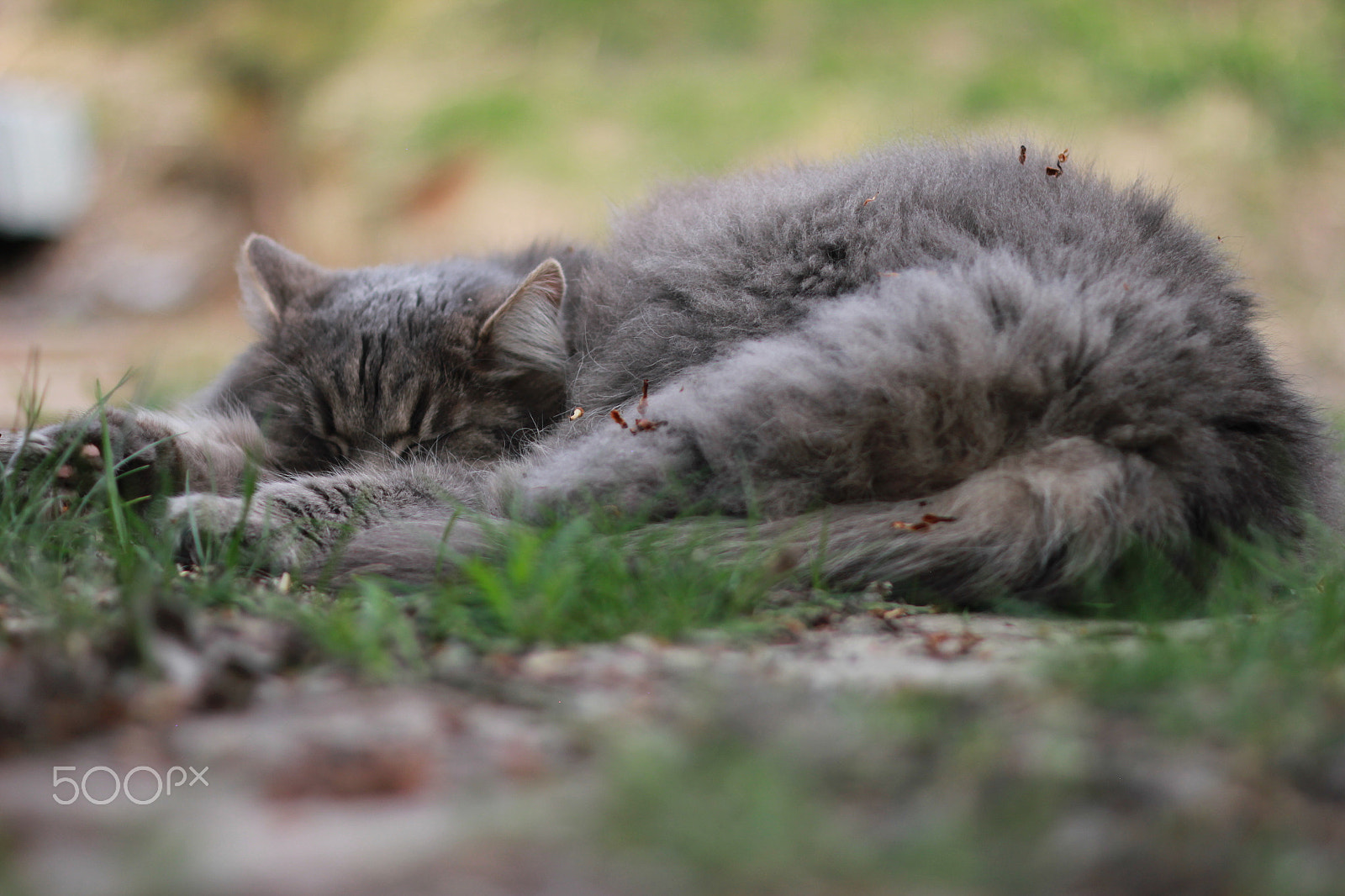 ZEISS Makro-Planar T* 50mm F2 sample photo