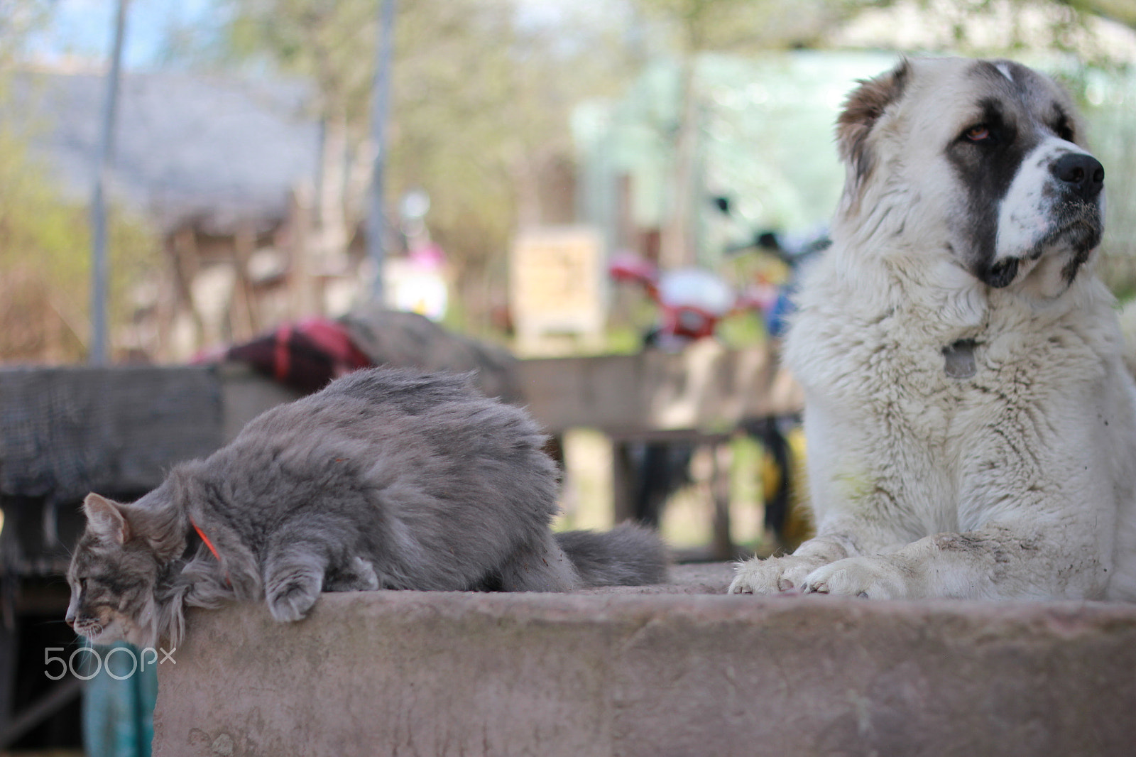 ZEISS Makro-Planar T* 50mm F2 sample photo. Dog and cat photography
