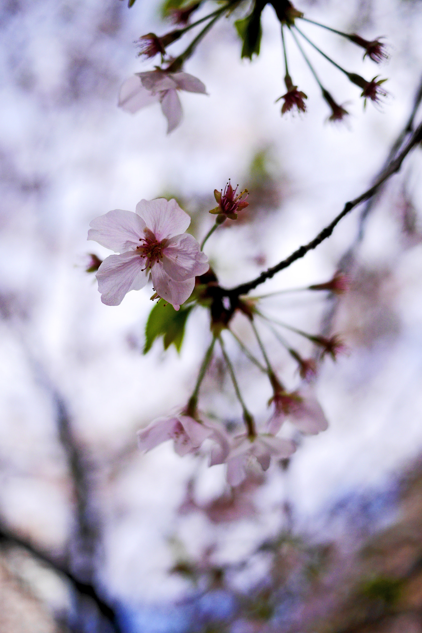 Panasonic Lumix DMC-GM1 + Panasonic Lumix G 20mm F1.7 ASPH sample photo. Cherry blossoms photography