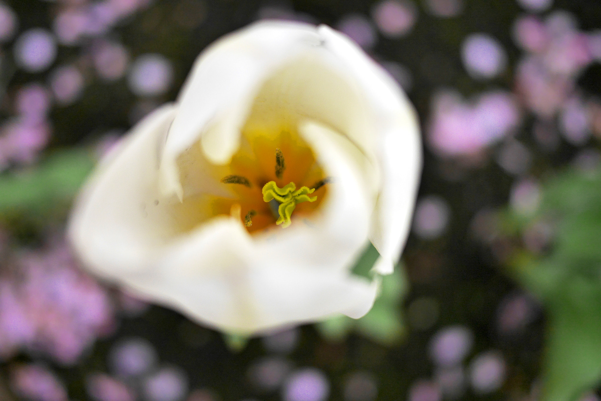Panasonic Lumix DMC-GM1 + Panasonic Lumix G 20mm F1.7 ASPH sample photo. Spring flowers photography