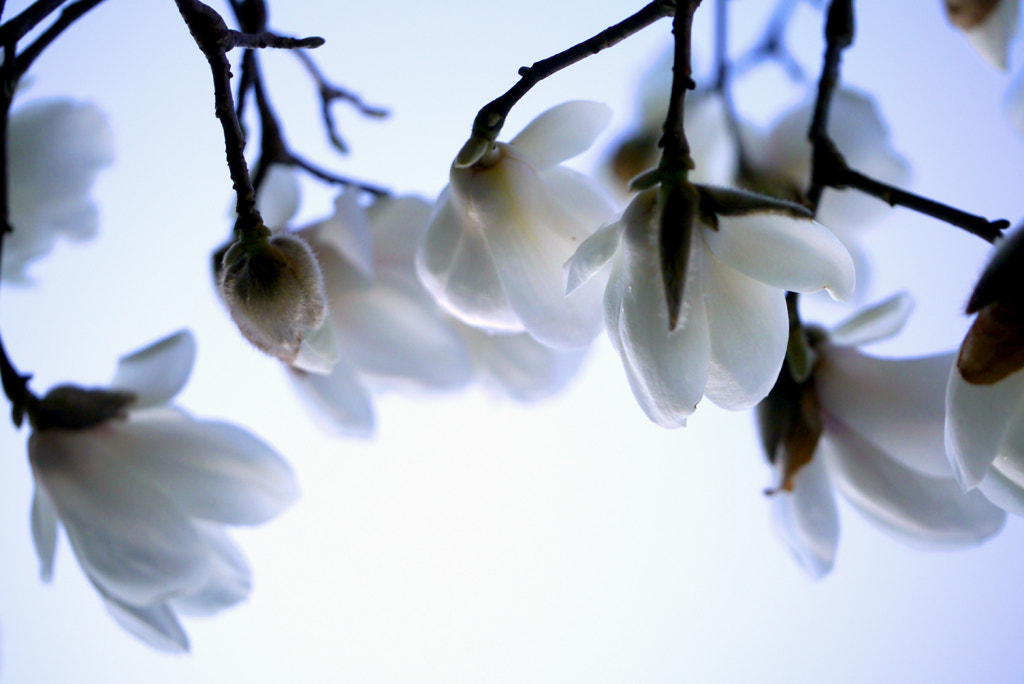 Panasonic Leica DG Macro-Elmarit 45mm F2.8 ASPH OIS sample photo. White magnolia photography
