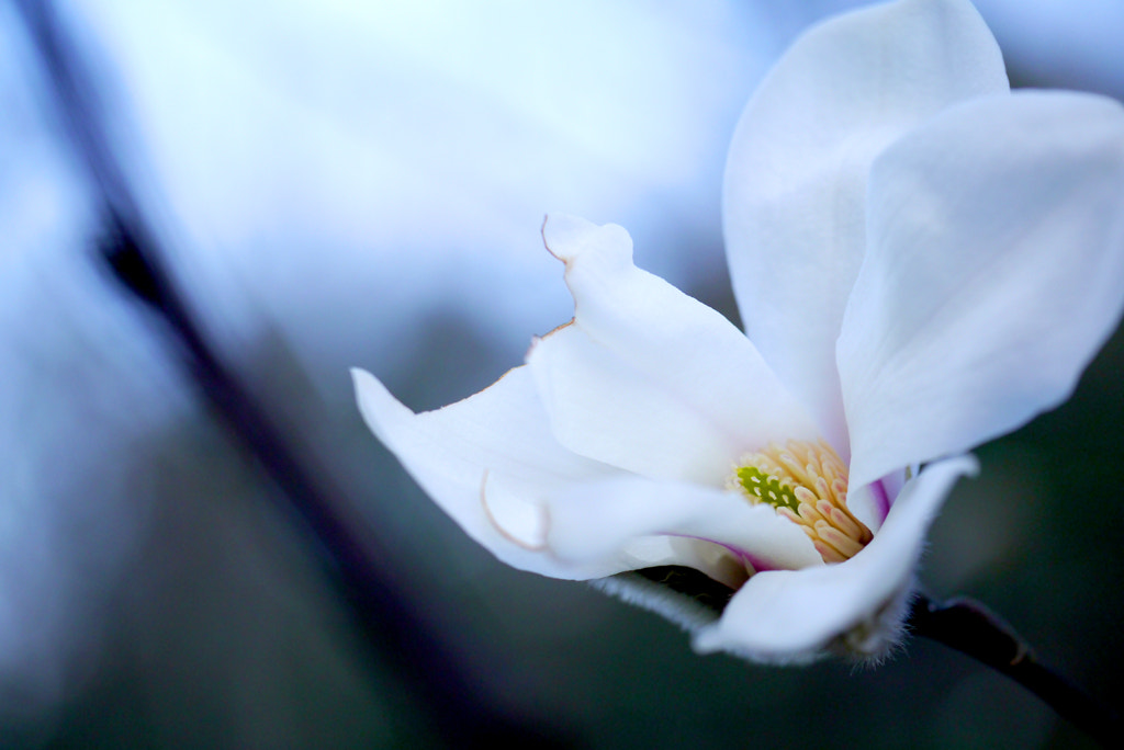 Panasonic Leica DG Macro-Elmarit 45mm F2.8 ASPH OIS sample photo. White magnolia photography