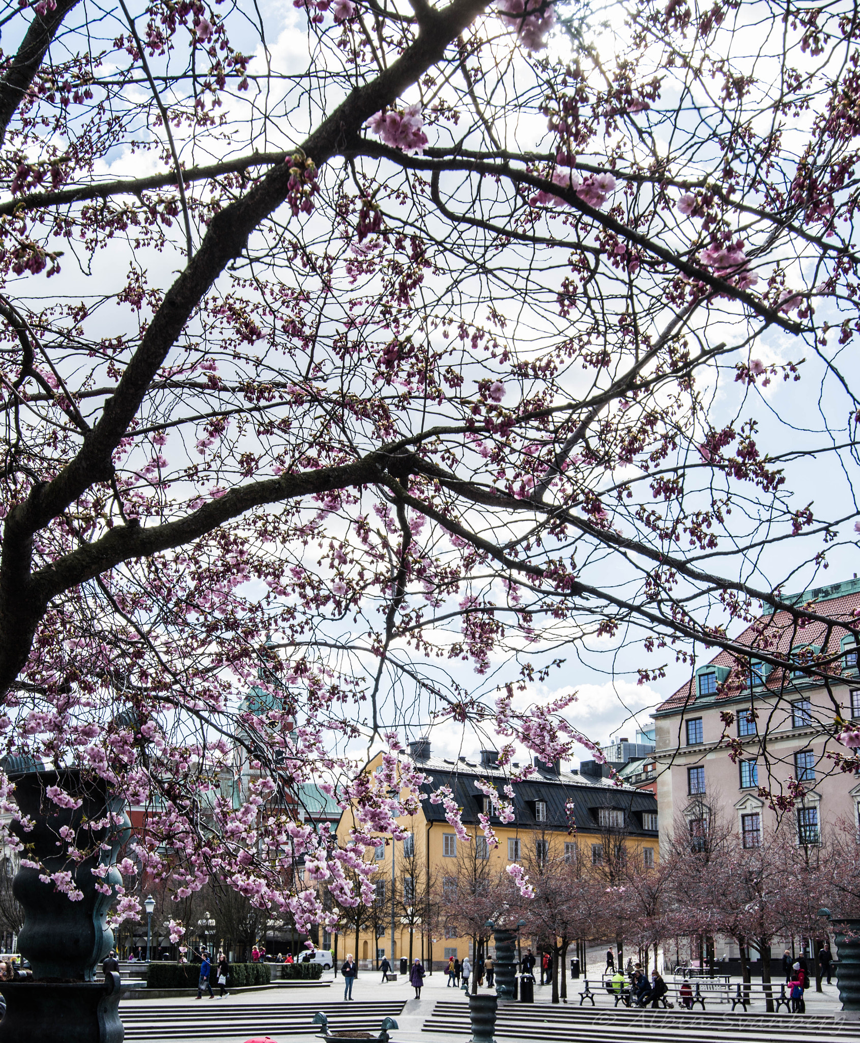 Nikon AF-S Nikkor 18-35mm F3.5-4.5G ED sample photo. Sakuras photography