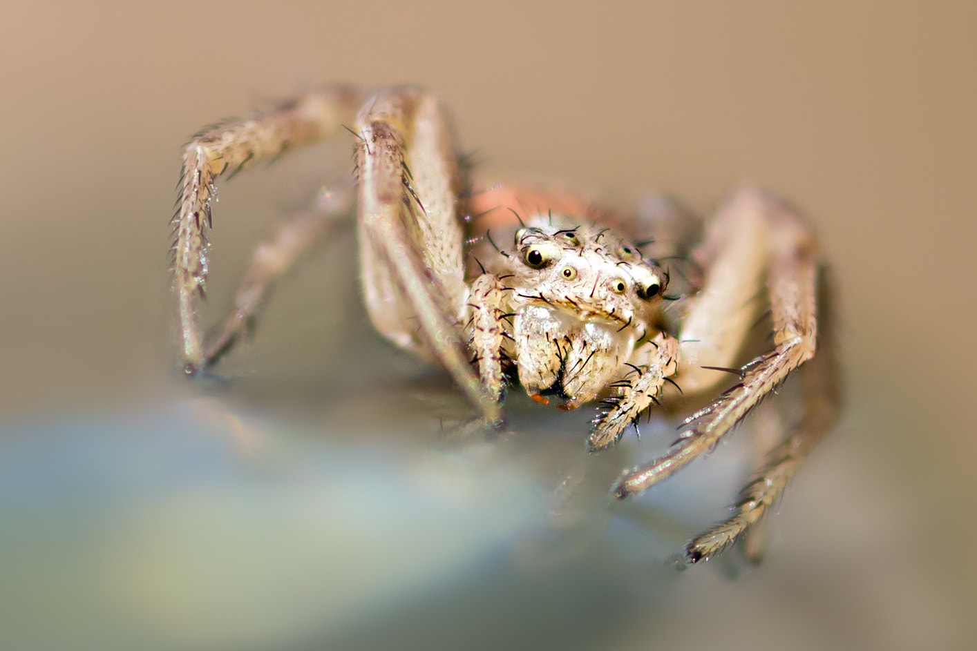 Canon EOS 6D + Sigma 105mm F2.8 EX DG Macro sample photo. A new coat photography