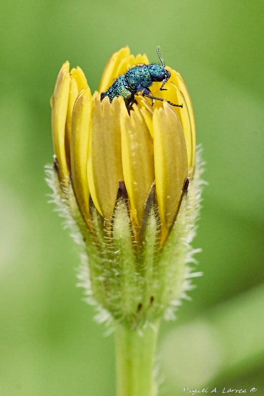 Sony ILCA-77M2 sample photo. Psilothrix viridicaeruleus photography