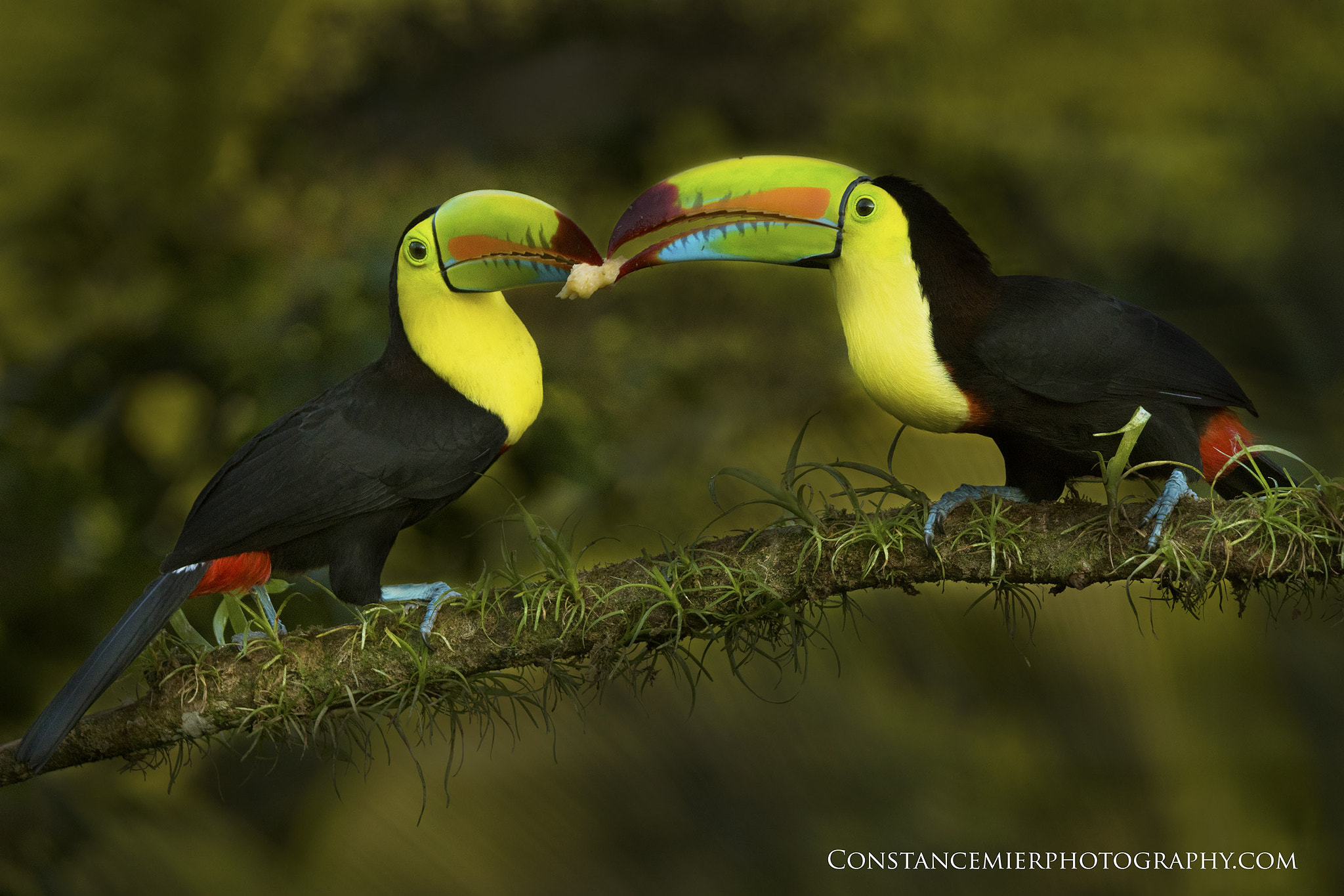Sony ILCA-77M2 + Sony 70-400mm F4-5.6 G SSM sample photo. Keel billed toucan photography