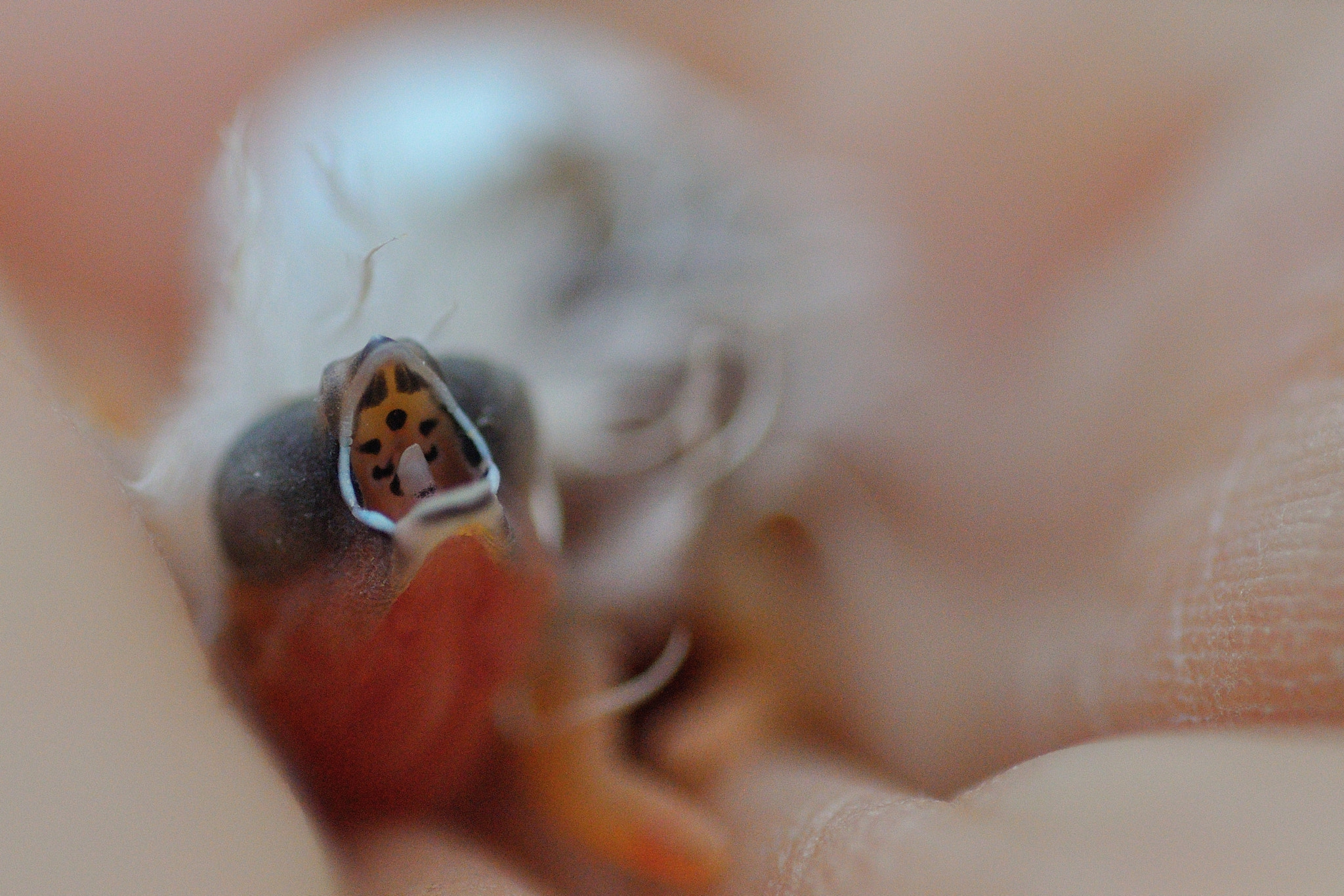 Tamron SP AF 90mm F2.8 Di Macro sample photo. Young bird photography