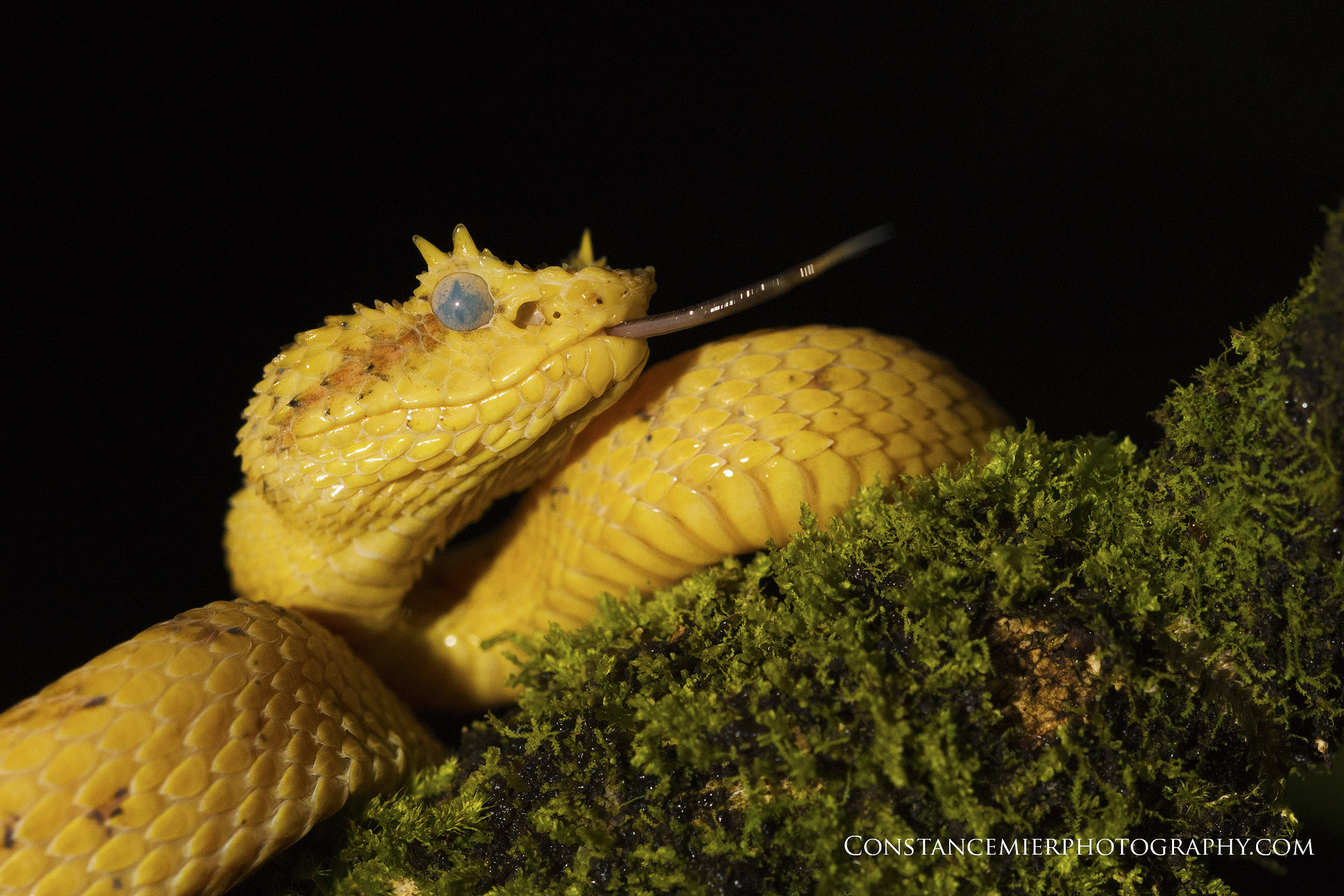 Sony SLT-A77 + Sigma 180mm F3.5 EX DG Macro sample photo. Eyelash viper photography