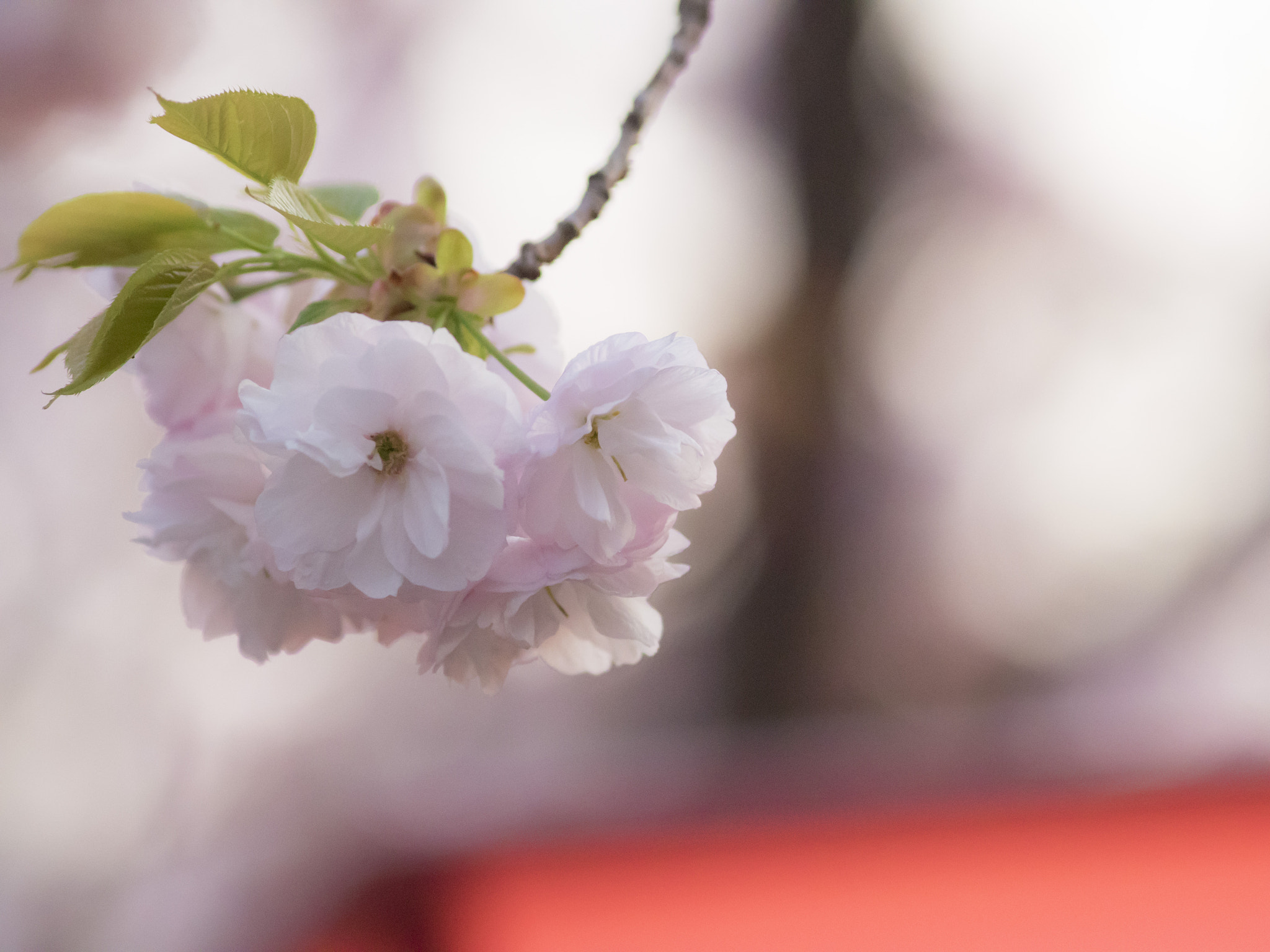 Panasonic Lumix DMC-GH4 sample photo. 桜07 photography