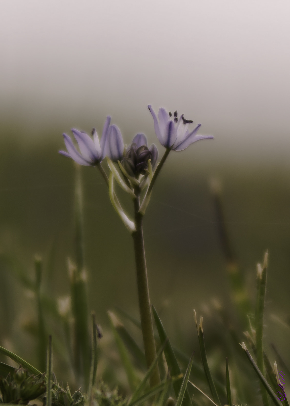 Sigma 70-200mm F2.8 EX DG OS HSM sample photo. Belleza... photography