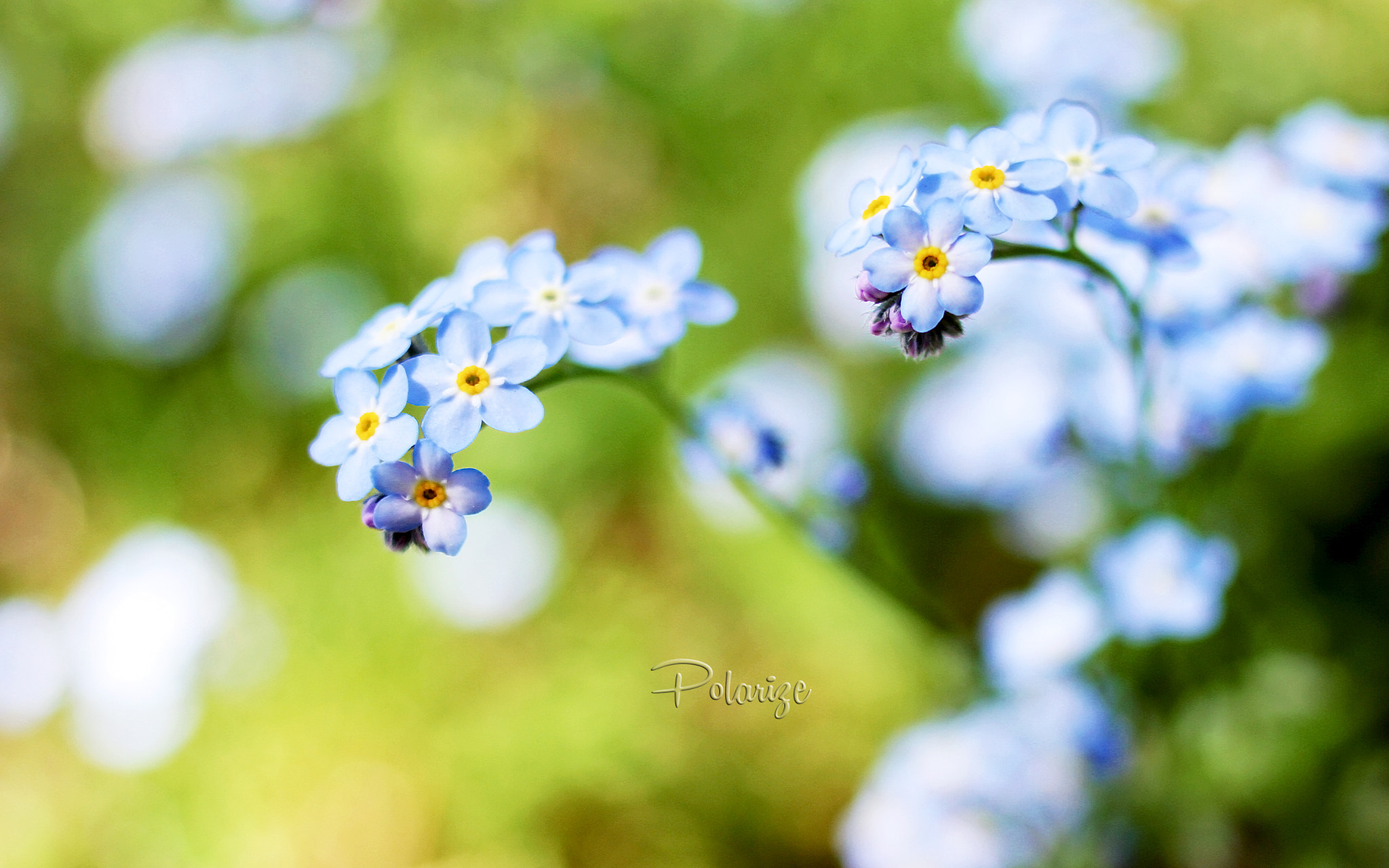 Canon EF 28mm F2.8 IS USM sample photo. Spring blues photography