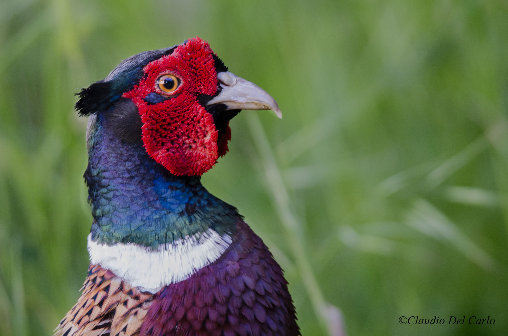 Sigma 150-600mm F5-6.3 DG OS HSM | S sample photo. 20160421_0003.jpg photography
