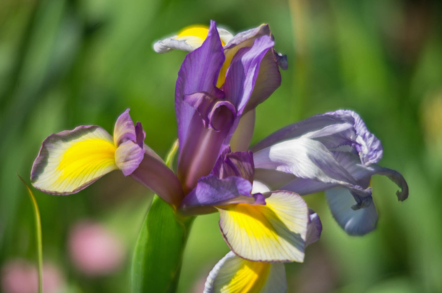 smc PENTAX-F 35-135mm F3.5-4.5 sample photo. Iris photography