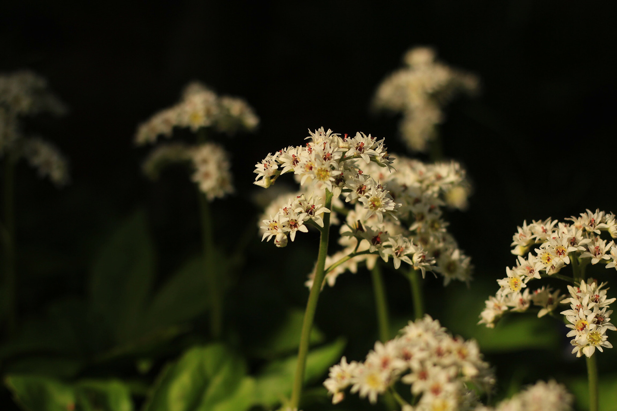 Canon EOS M + Canon EF 50mm F1.8 STM sample photo. Iwayatsude photography