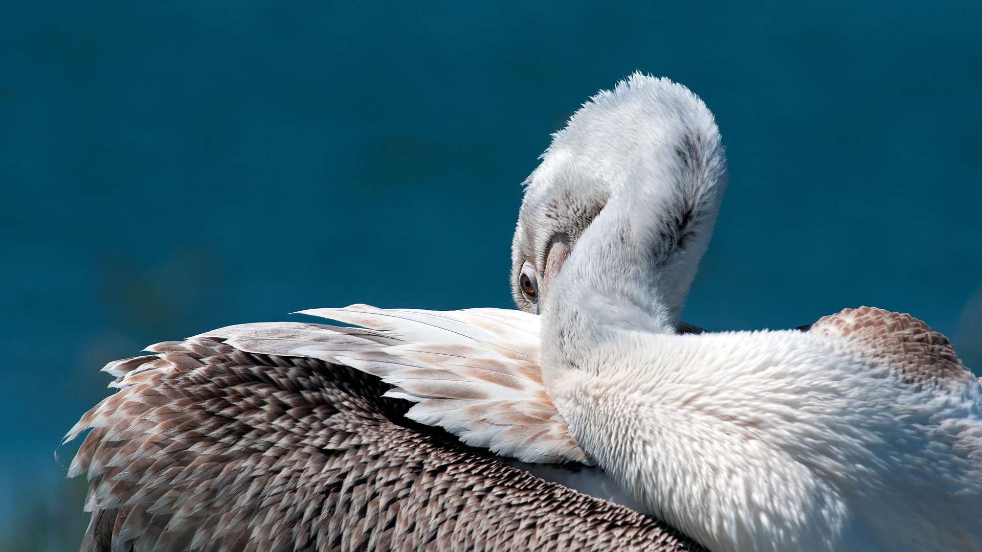 Nikon D300S + Nikon AF-S Nikkor 300mm F4D ED-IF sample photo. Dalmatian pelican, pelecanus crispus photography