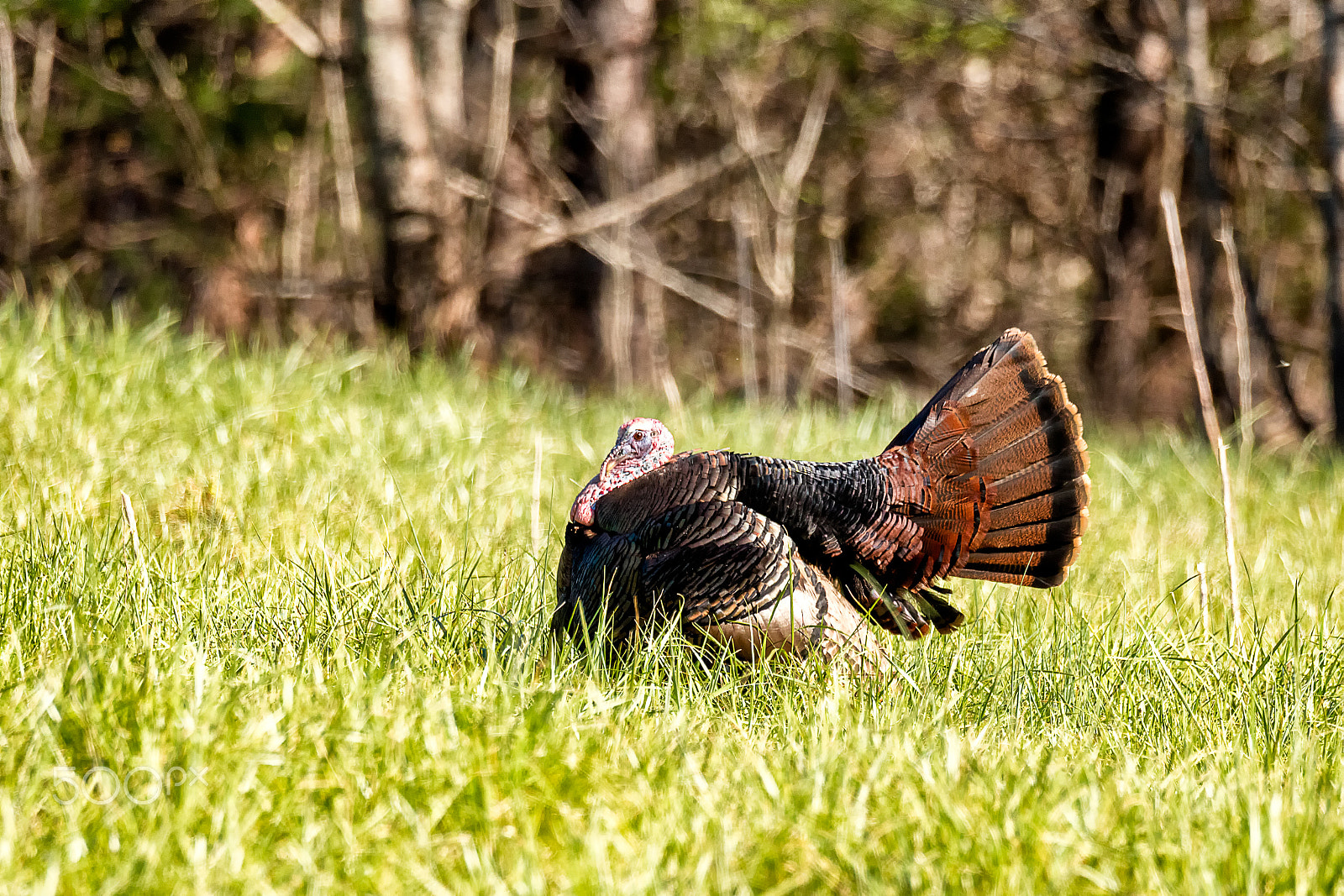 Sigma 150-600mm F5-6.3 DG OS HSM | C sample photo. Tom turkey photography