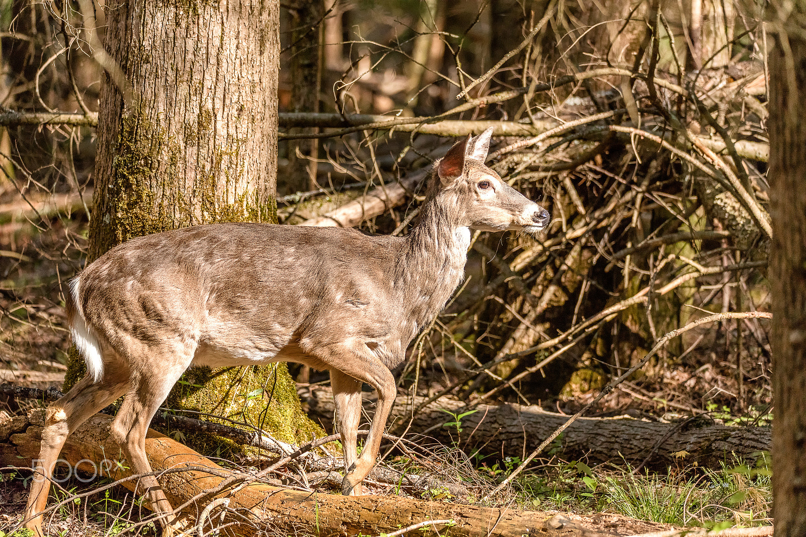 Canon EOS 5DS + Sigma 150-600mm F5-6.3 DG OS HSM | C sample photo. Deer in forest photography