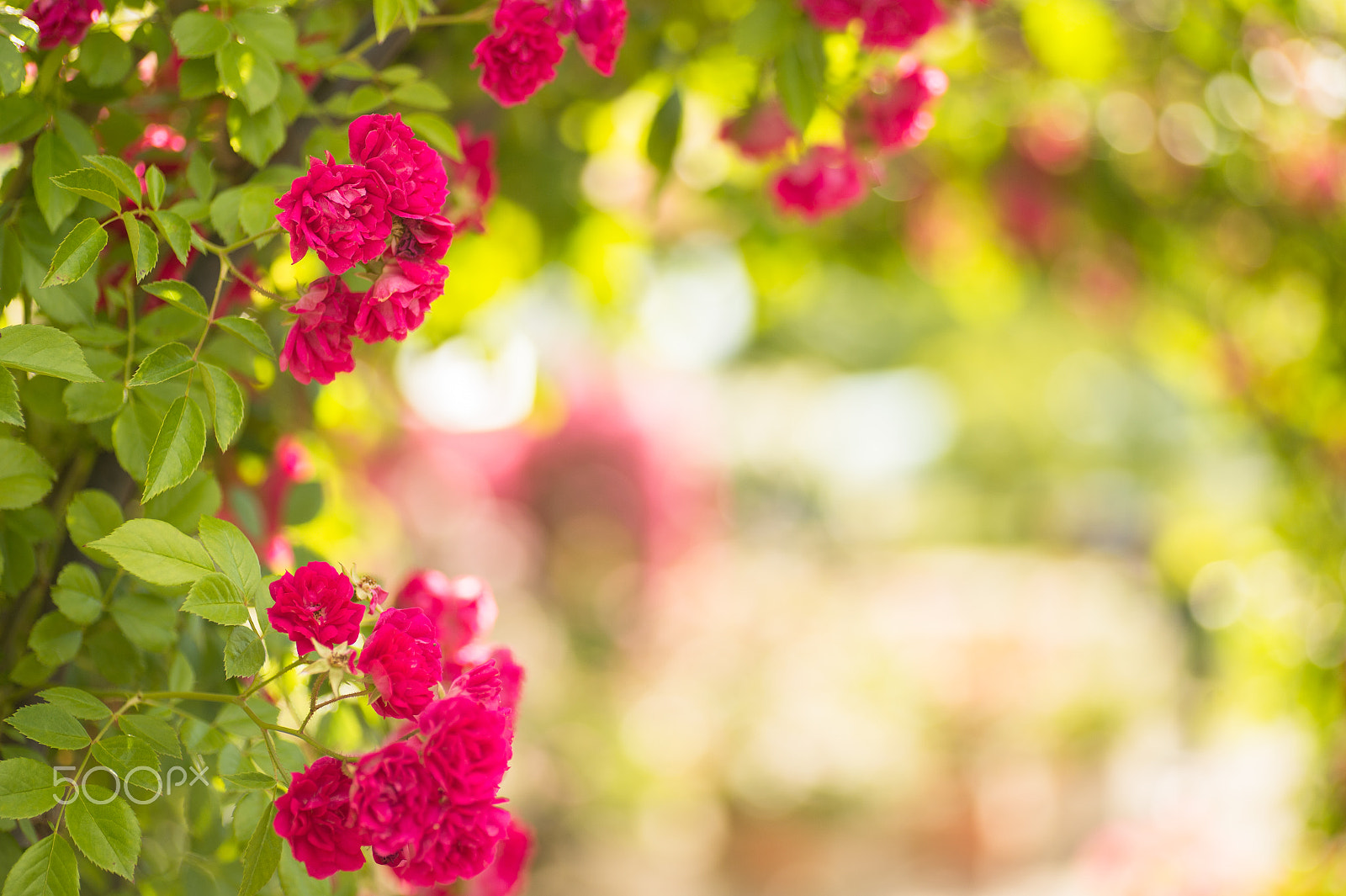 Nikon Df sample photo. Rose garden photography