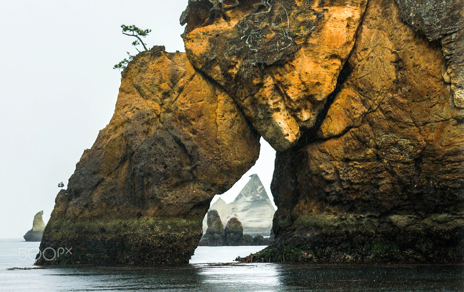 Sony a99 II sample photo. Sagakei (4) - elephant trunk with pyramid-one shot photography