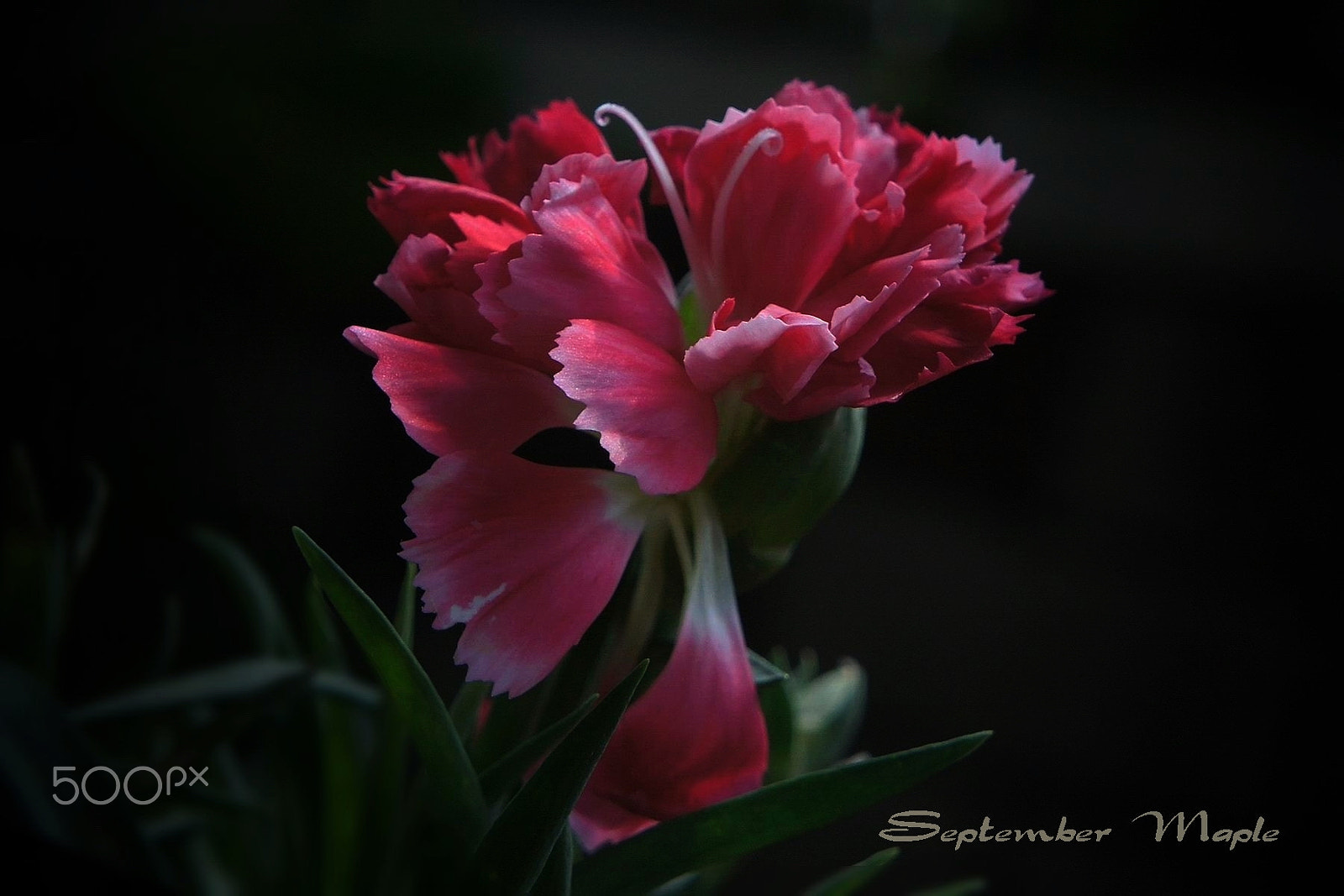 Sony NEX-5C sample photo. 美丽的谢幕 photography