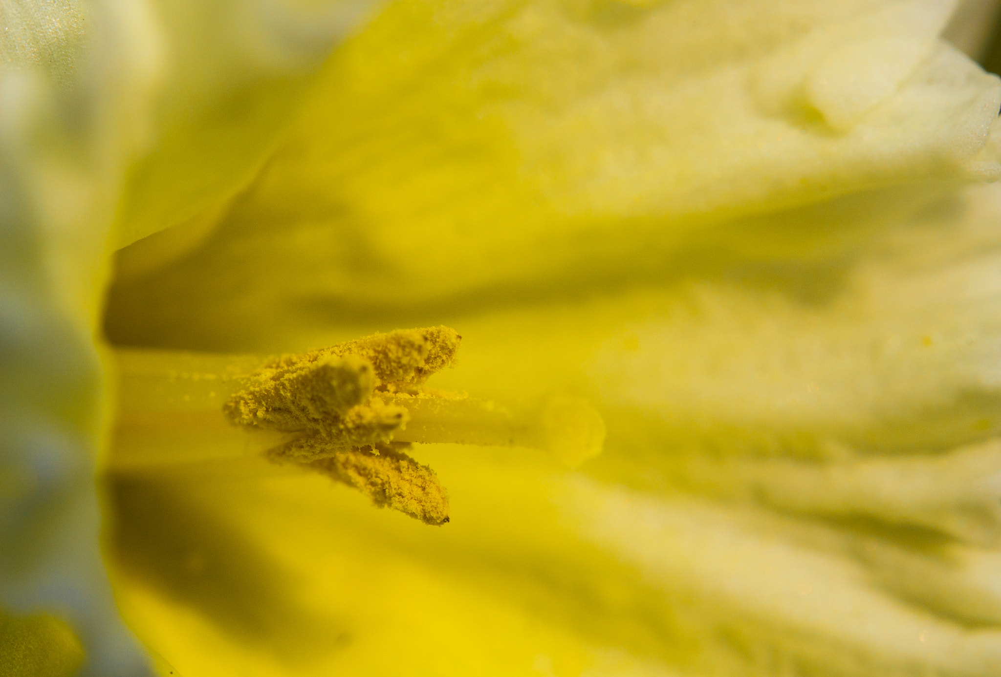 Canon EF-S 60mm F2.8 Macro USM sample photo. Pollination photography