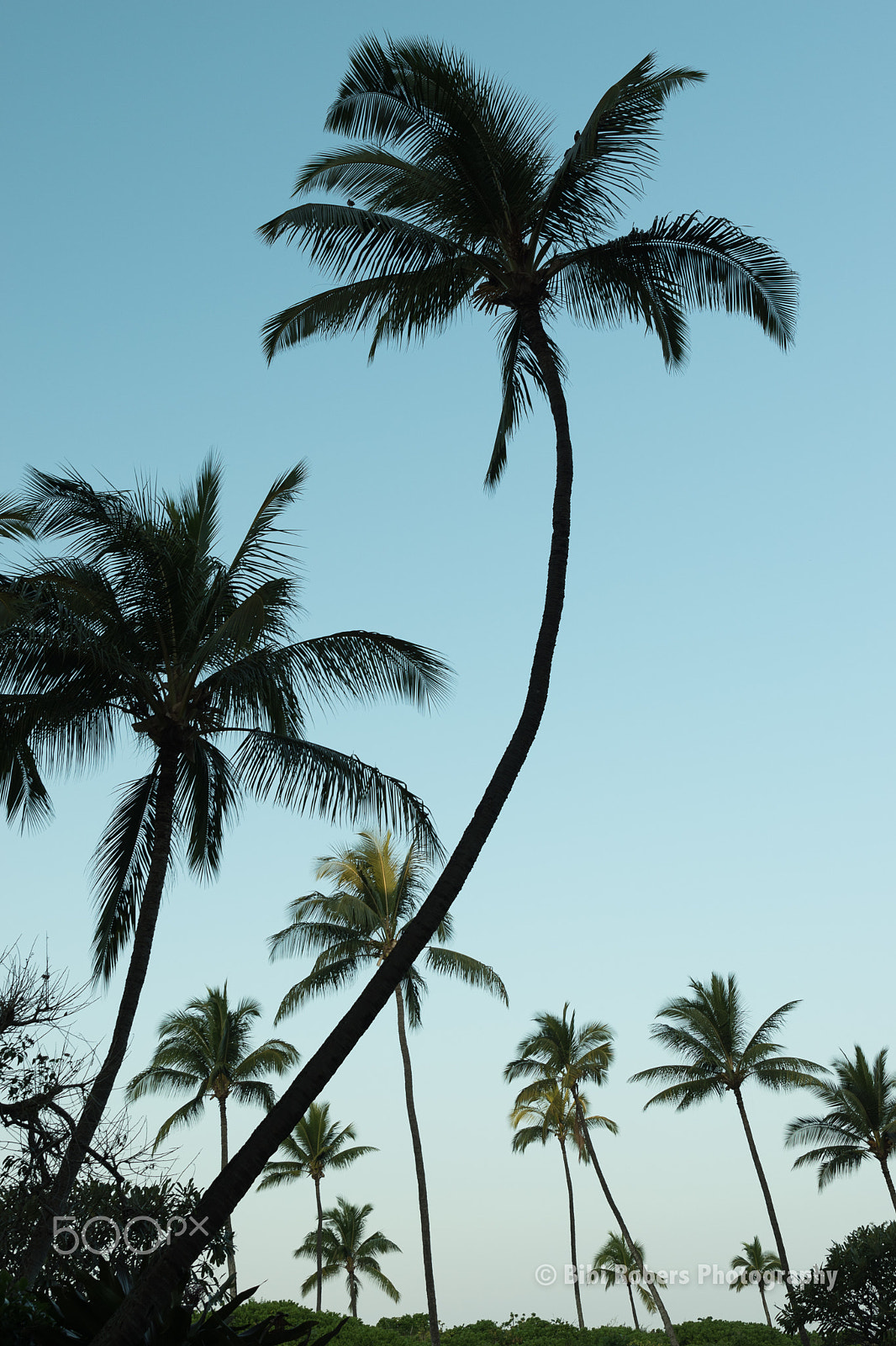 Tamron SP 24-70mm F2.8 Di VC USD sample photo. Grand palm trees photography