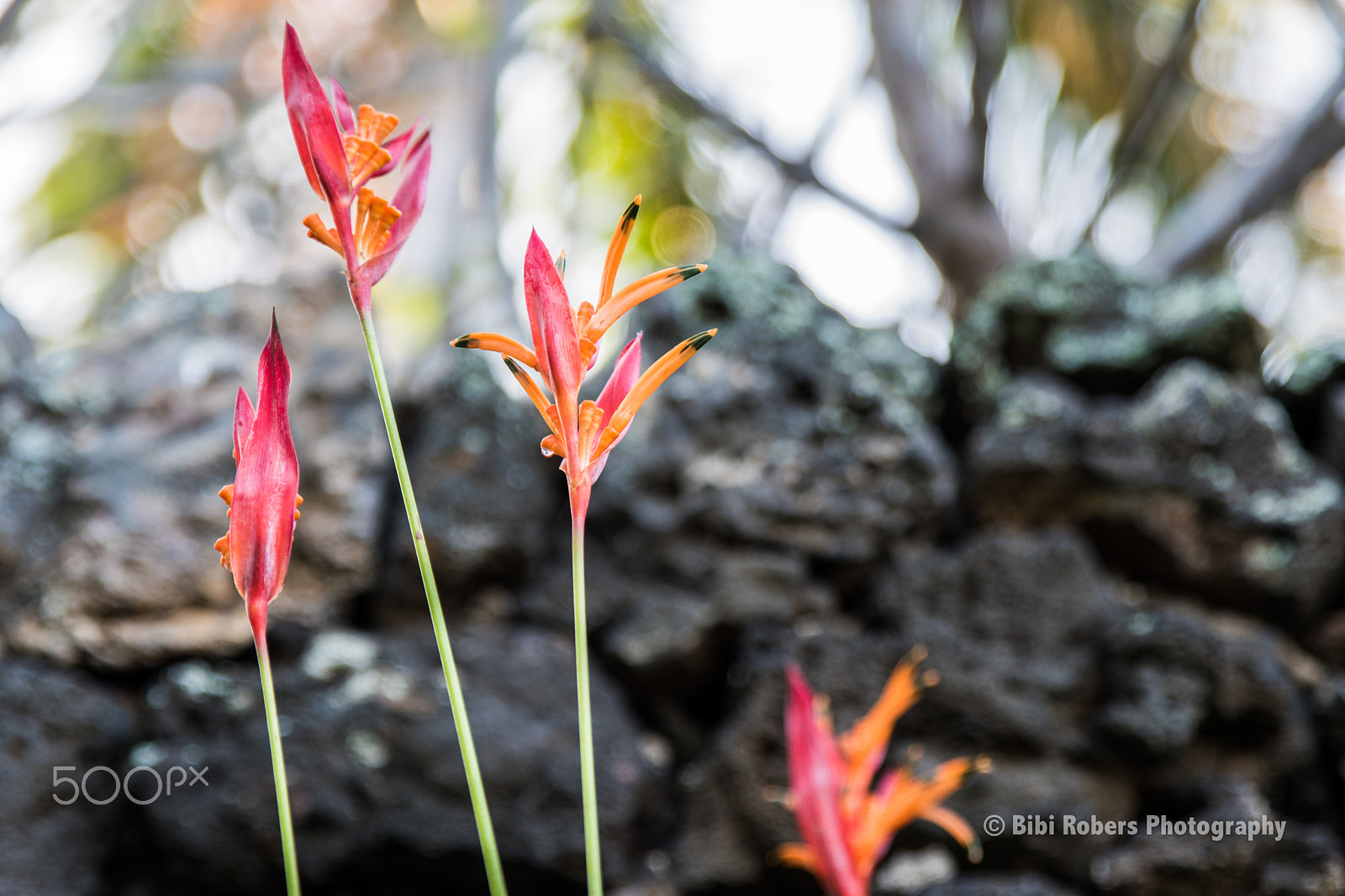 Tamron SP 24-70mm F2.8 Di VC USD sample photo. Volcanic crocomia rebirth photography