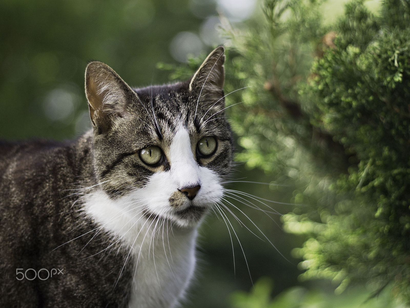 Canon EOS 100D (EOS Rebel SL1 / EOS Kiss X7) + Canon EF 50mm F1.8 II sample photo. Wandering feline photography