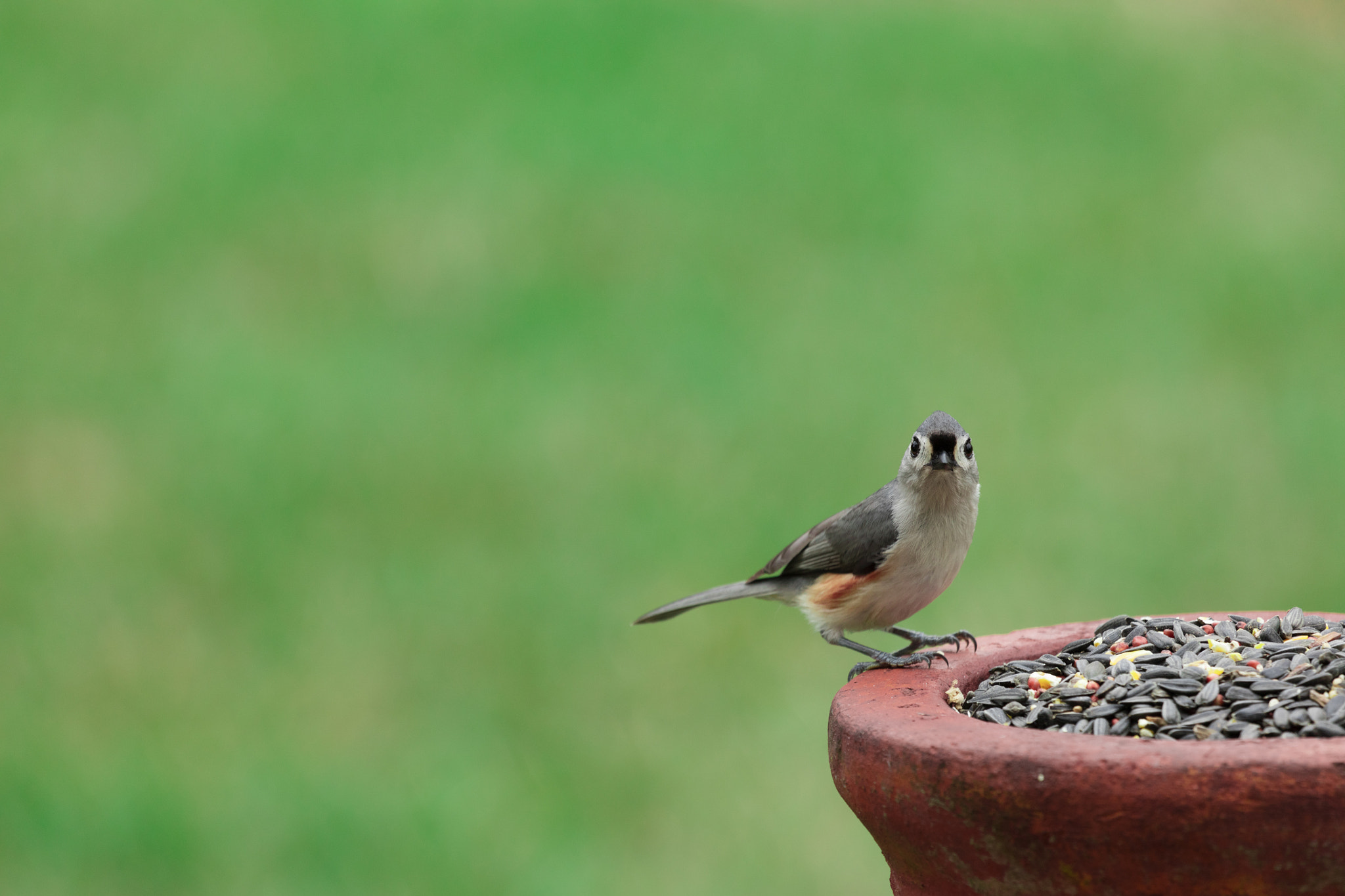 Canon EF 100-400mm F4.5-5.6L IS USM sample photo. _45a8113.jpg photography