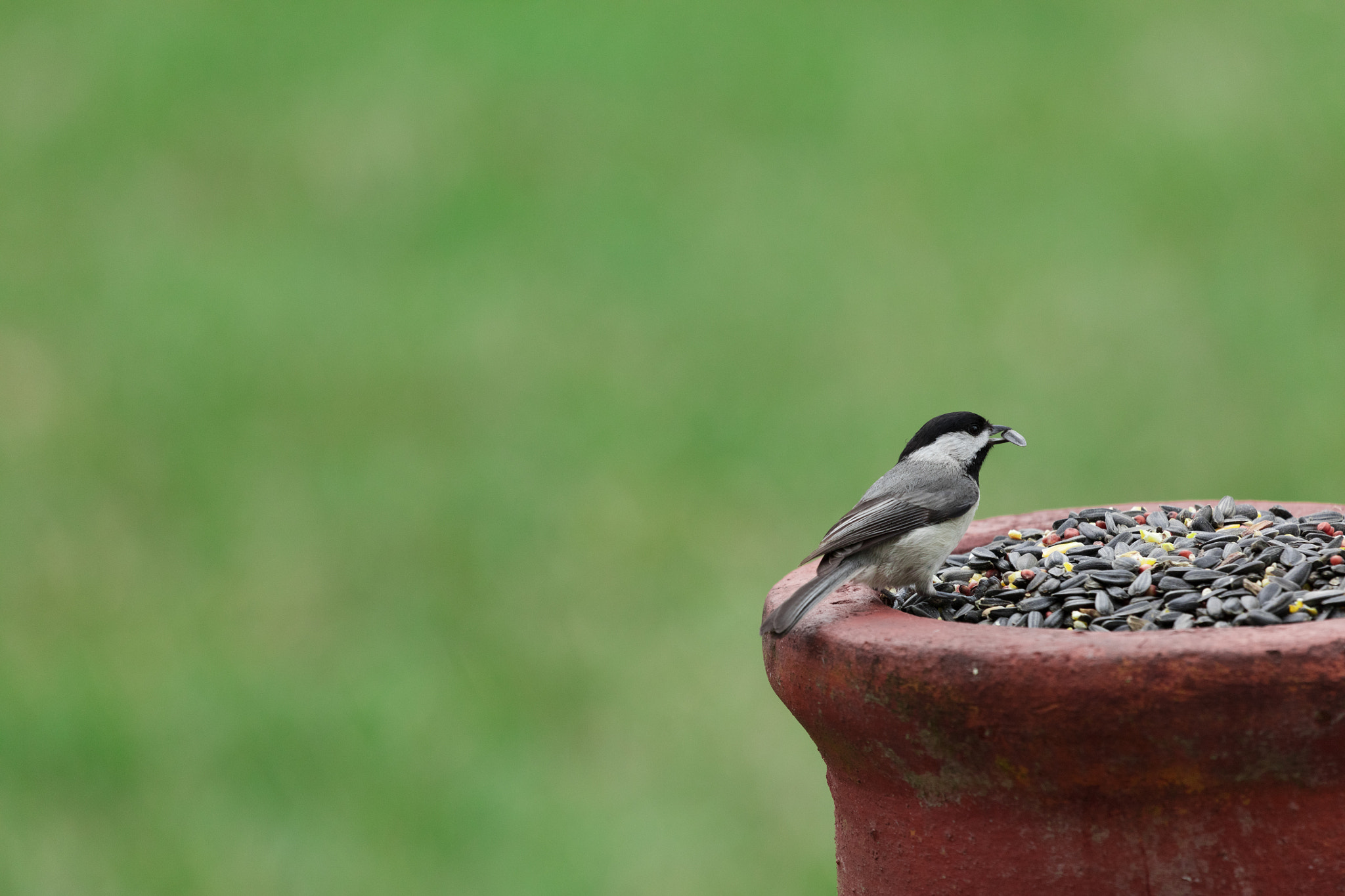 Canon EF 100-400mm F4.5-5.6L IS USM sample photo. _45a8203.jpg photography