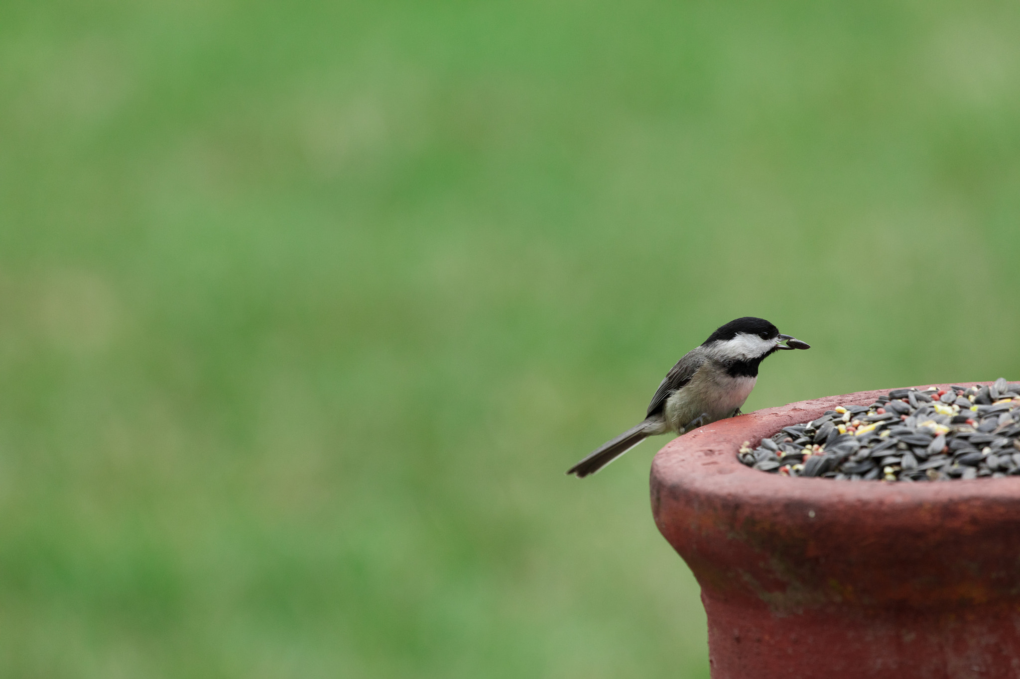Canon EF 100-400mm F4.5-5.6L IS USM sample photo. _45a8208.jpg photography