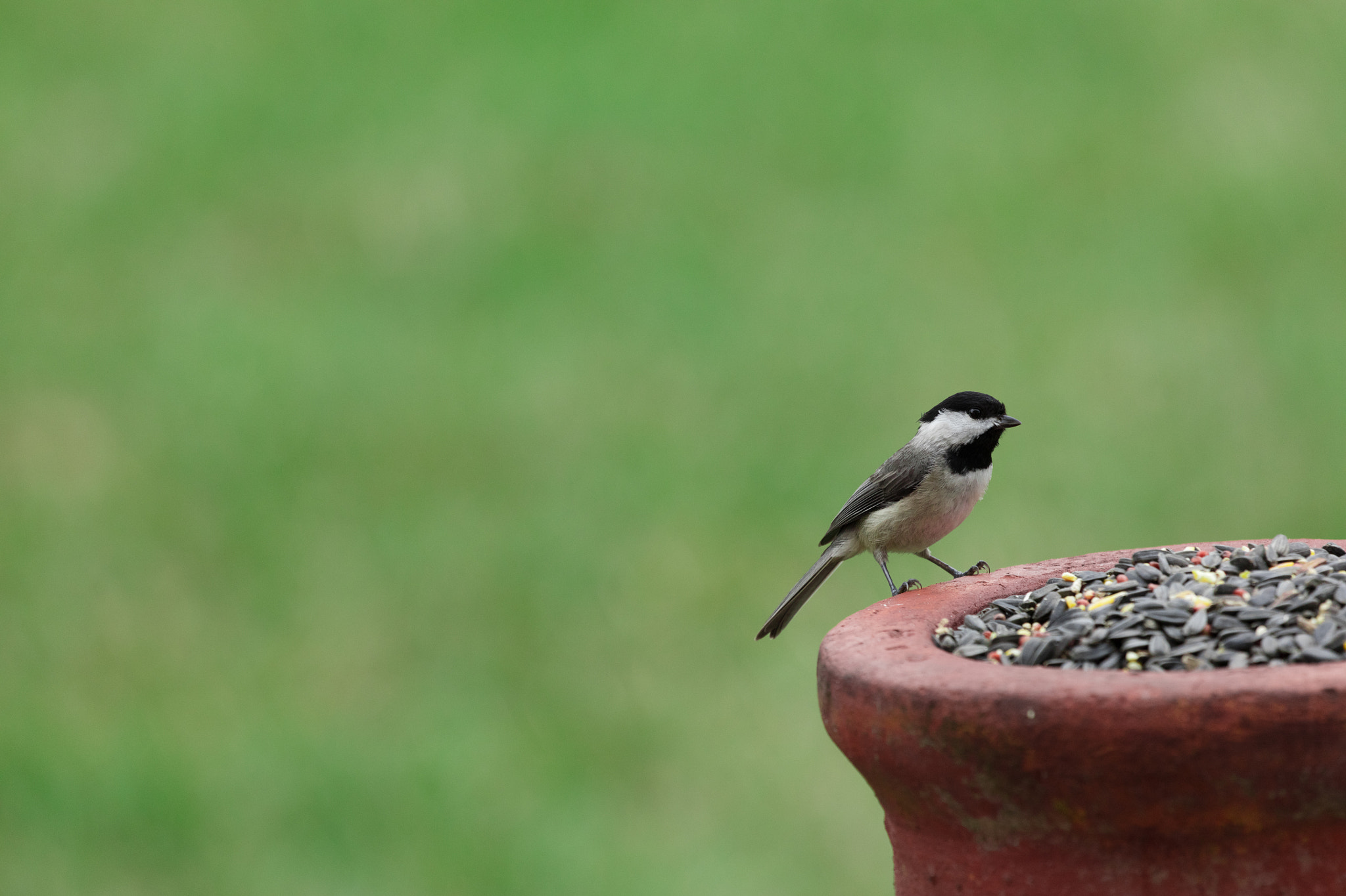 Canon EF 100-400mm F4.5-5.6L IS USM sample photo. _45a8210.jpg photography