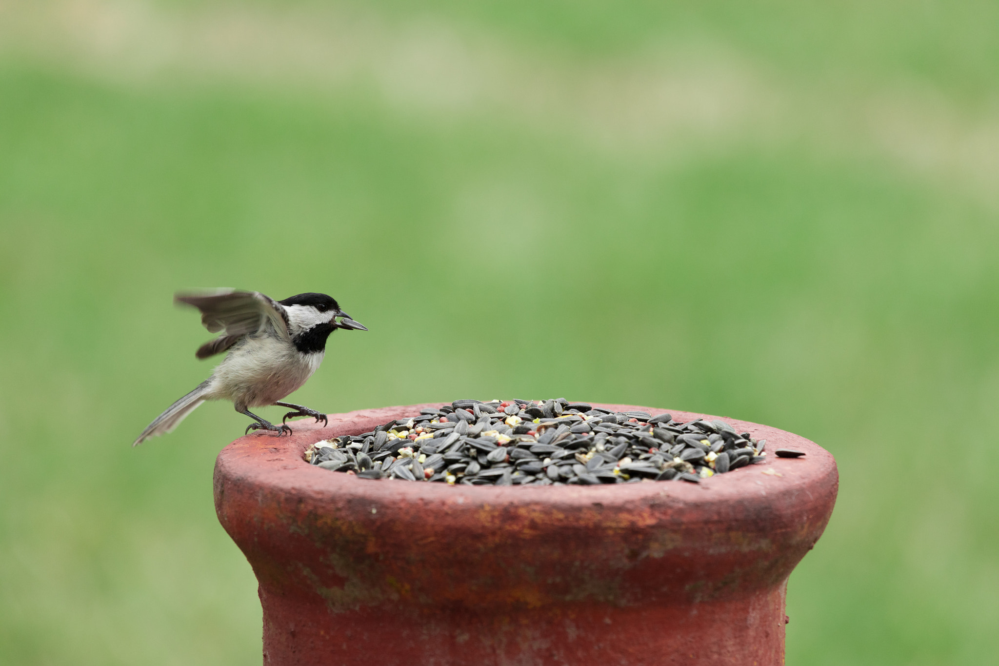 Canon EF 100-400mm F4.5-5.6L IS USM sample photo. Carolina chickadee photography
