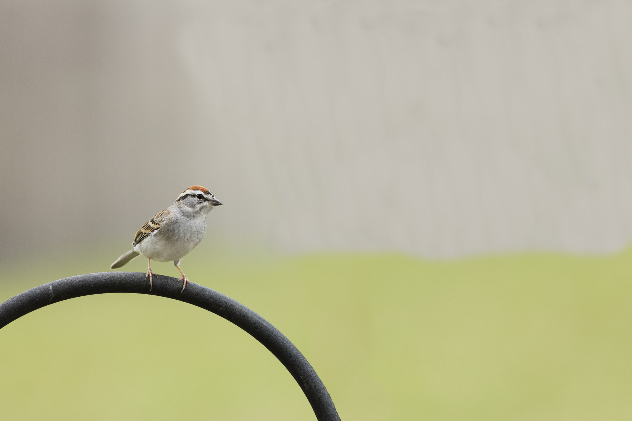 Canon EOS 5DS R + Canon EF 100-400mm F4.5-5.6L IS USM sample photo. Chipping sparrow photography