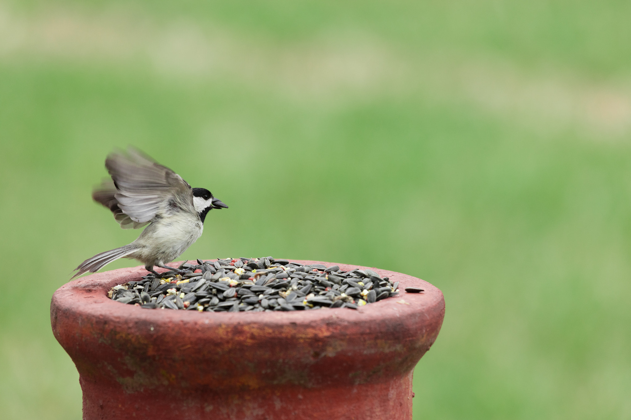 Canon EF 100-400mm F4.5-5.6L IS USM sample photo. _45a8243.jpg photography
