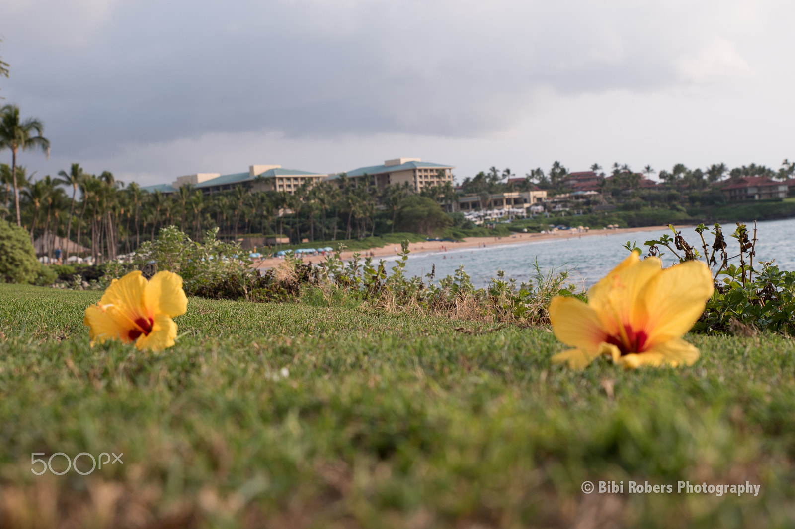 Tamron SP 24-70mm F2.8 Di VC USD sample photo. I spy pretty flowers photography
