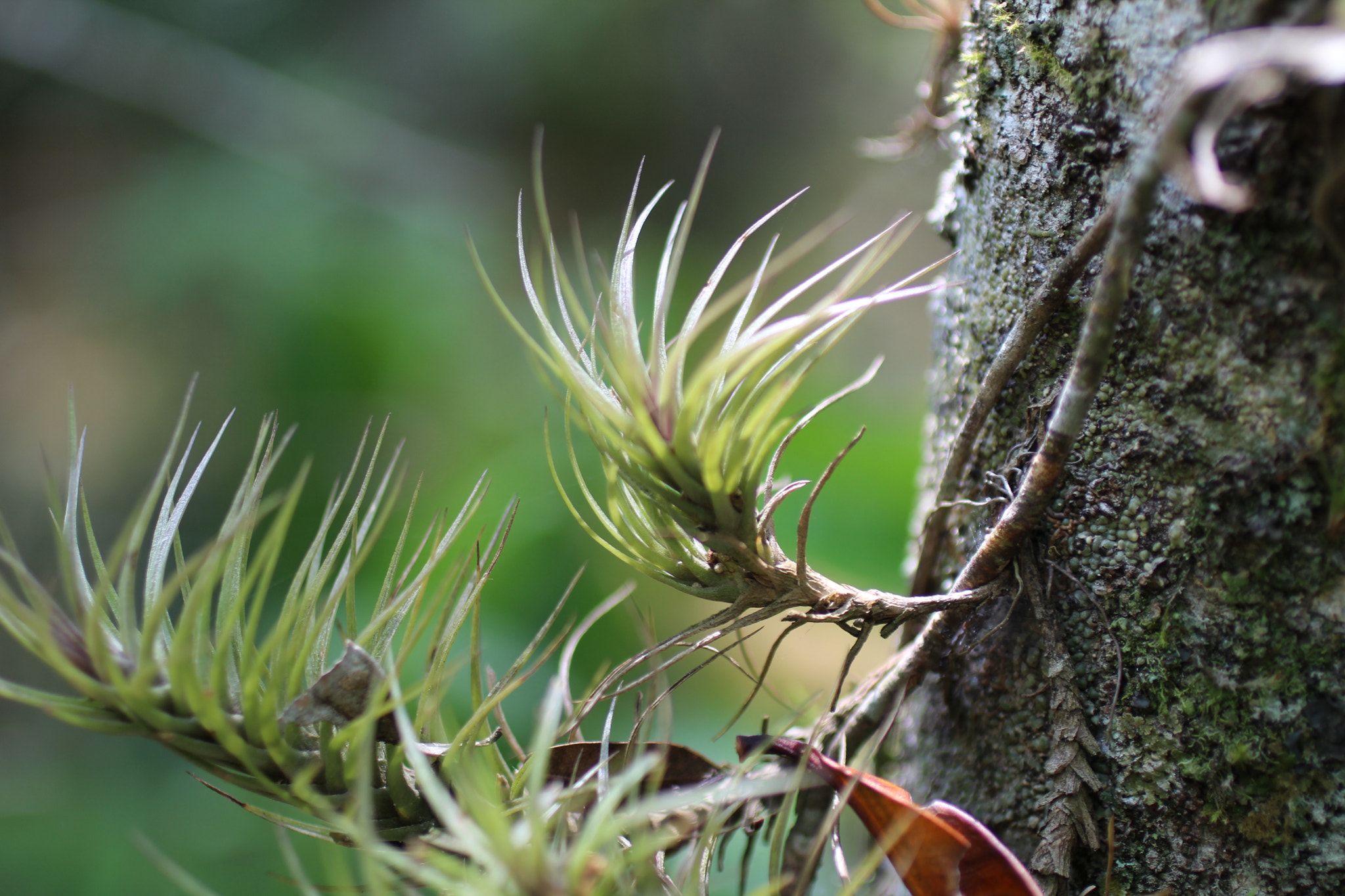 Canon EF 50mm F2.5 Macro sample photo. Bromélias photography